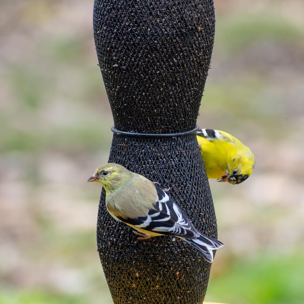 Yellow Straight Sided Finch Tube Hanging Bird Feeder - 1.5 lb. Capacity, bird  feeder 