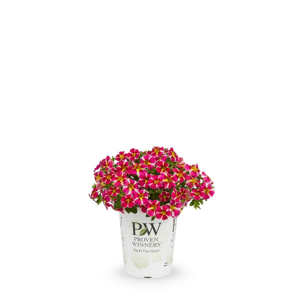 Lowe's NURSERY annuals - View #13