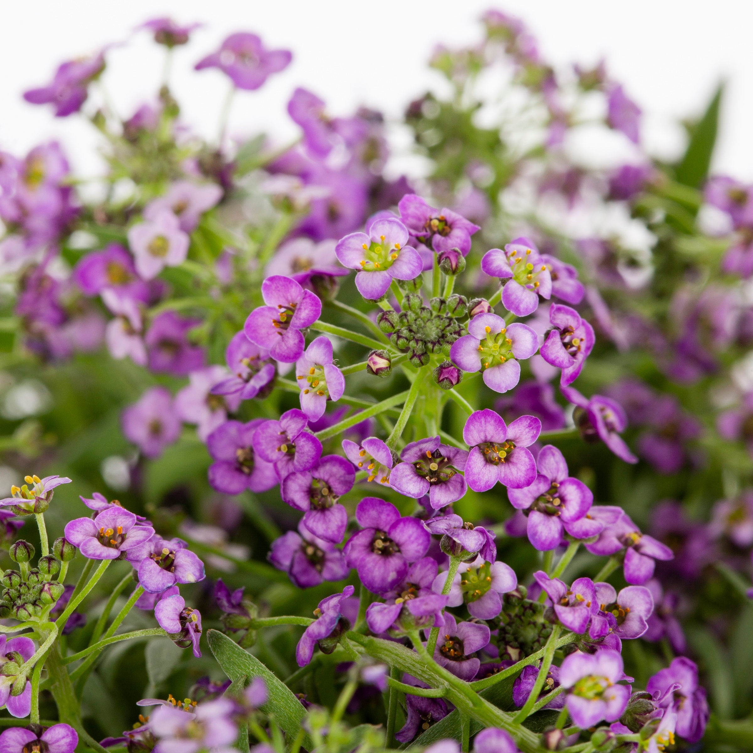 Lowe's NURSERY annuals - View #2