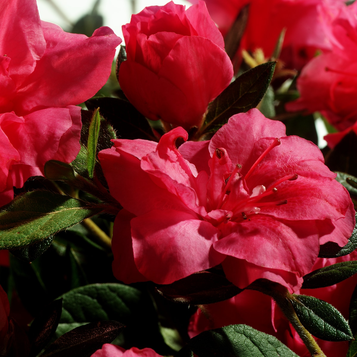 Encore Azalea 80533-1 shrubs - View #3