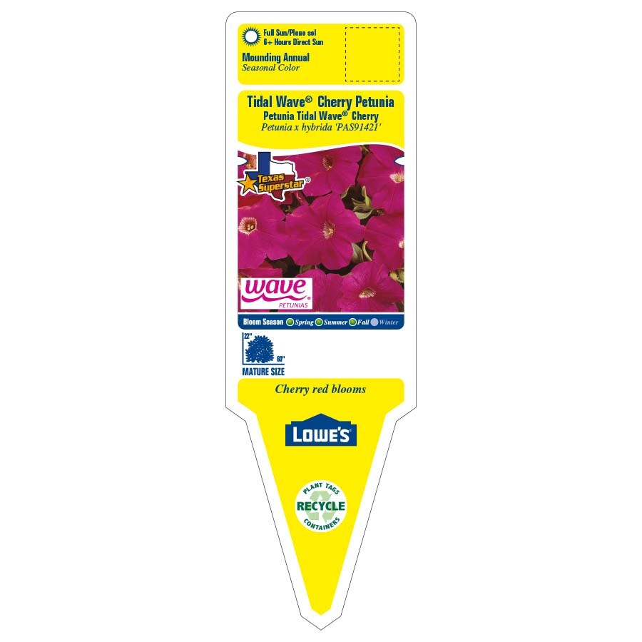 Lowe's NURSERY annuals - View #2