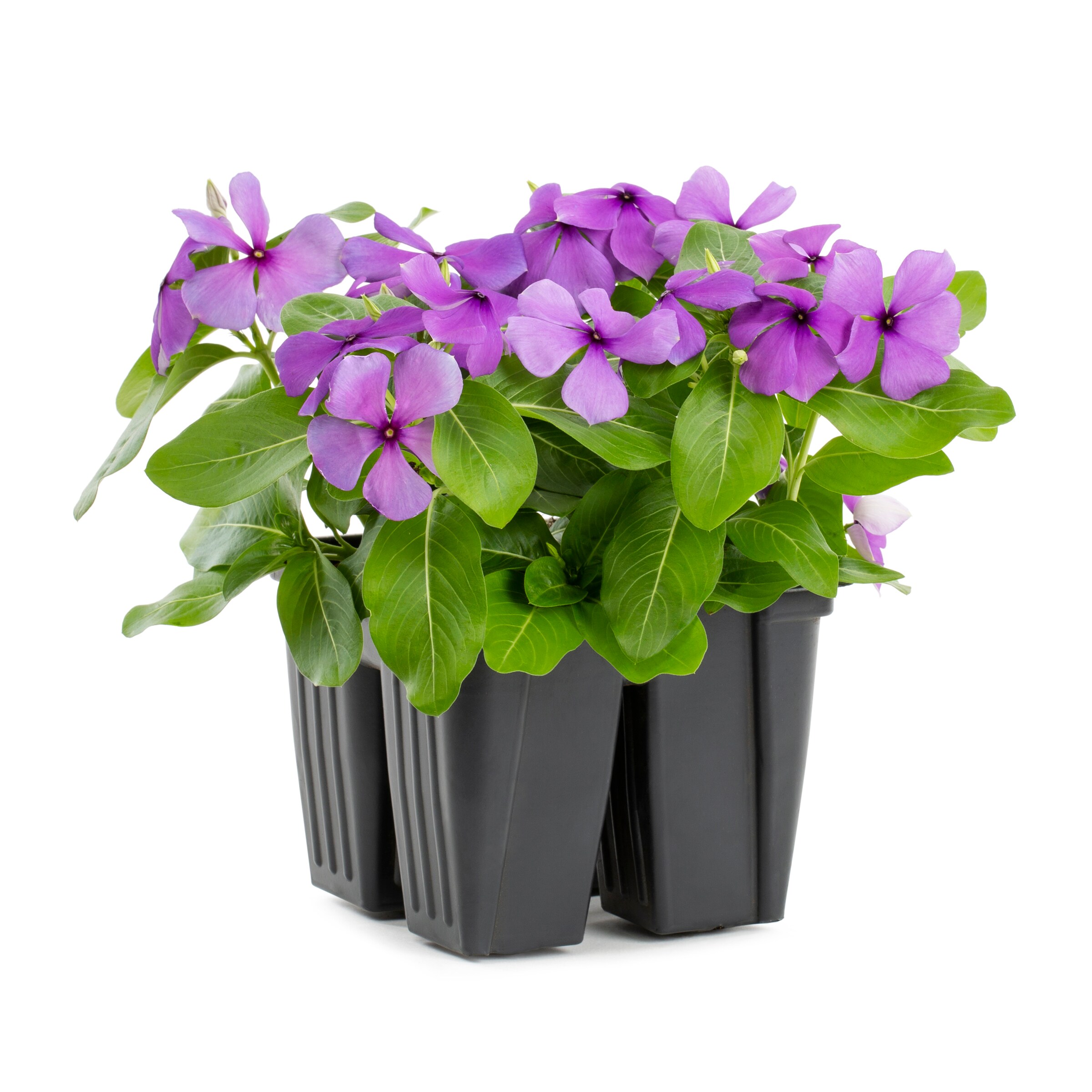 Lowe's 658920 annuals - View #7