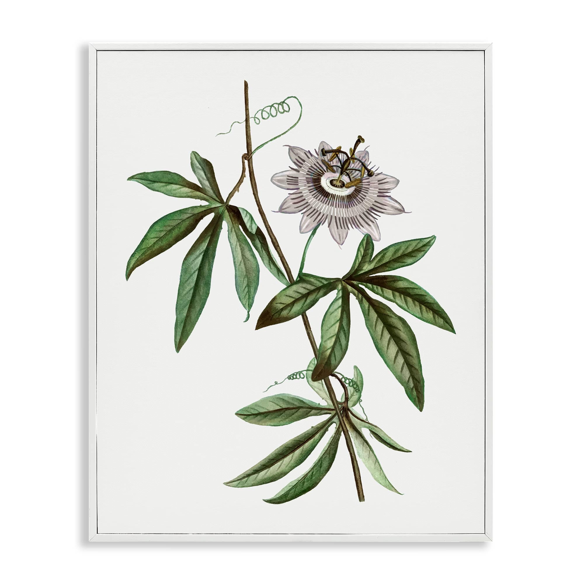 Stupell Industries BS-205-WFR-11X14 Vintage Circular Bloom White Framed Giclee Art By CAD Designs 11 x 14