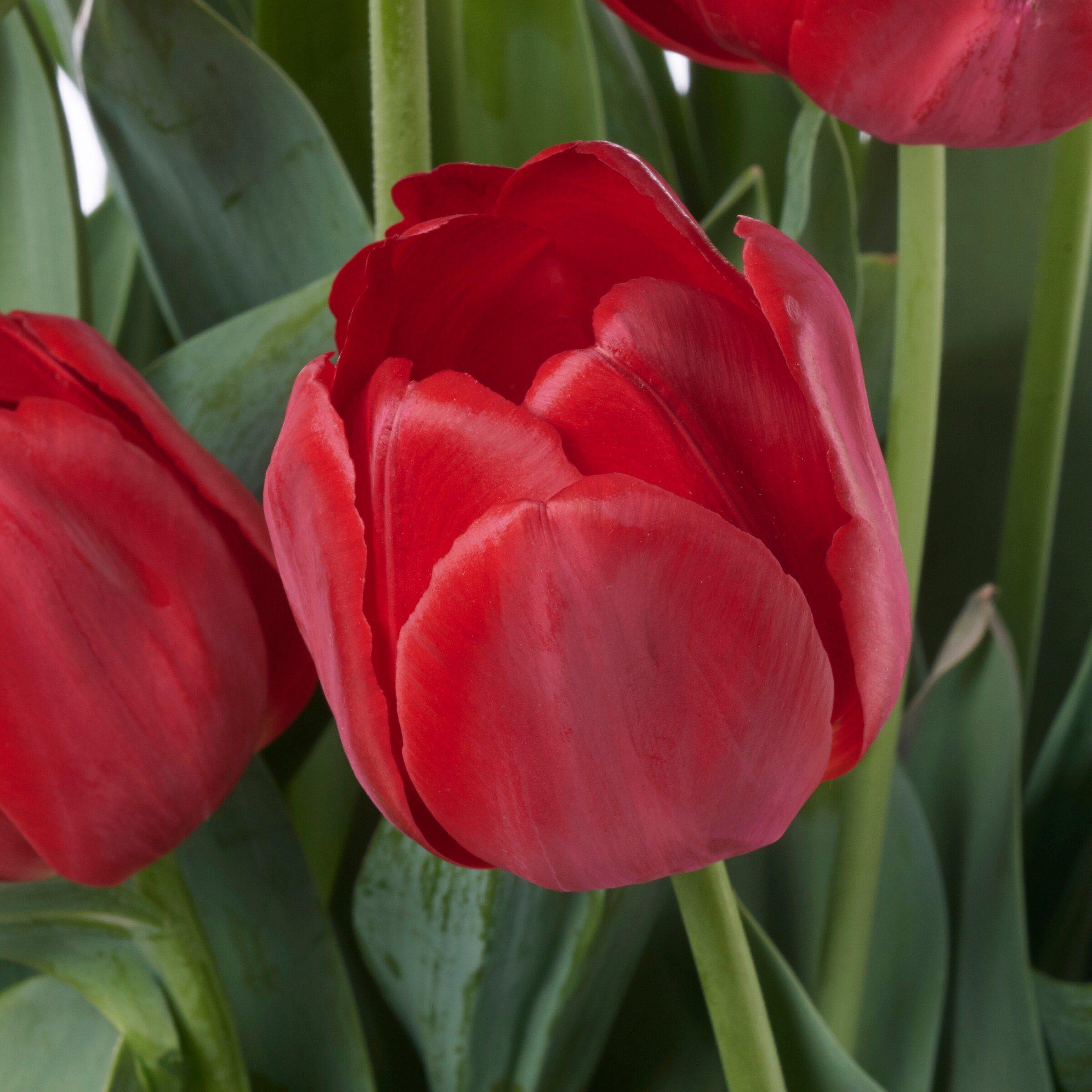Lowe's NURSERY annuals - View #2