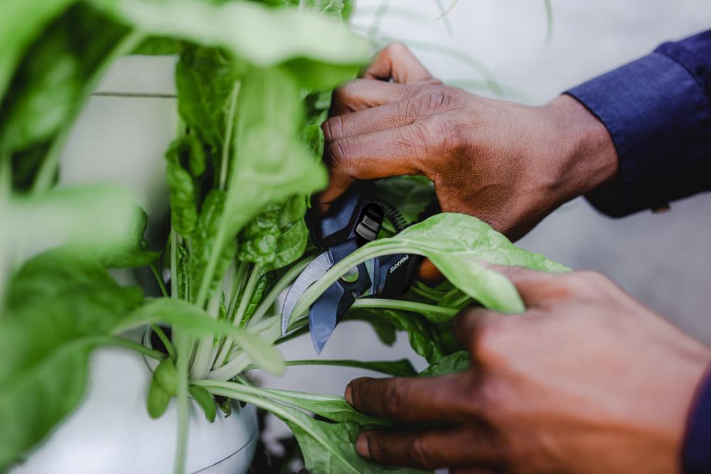 Lettuce Grow 30Plant Planting/Growing Accessory in the Hydroponic