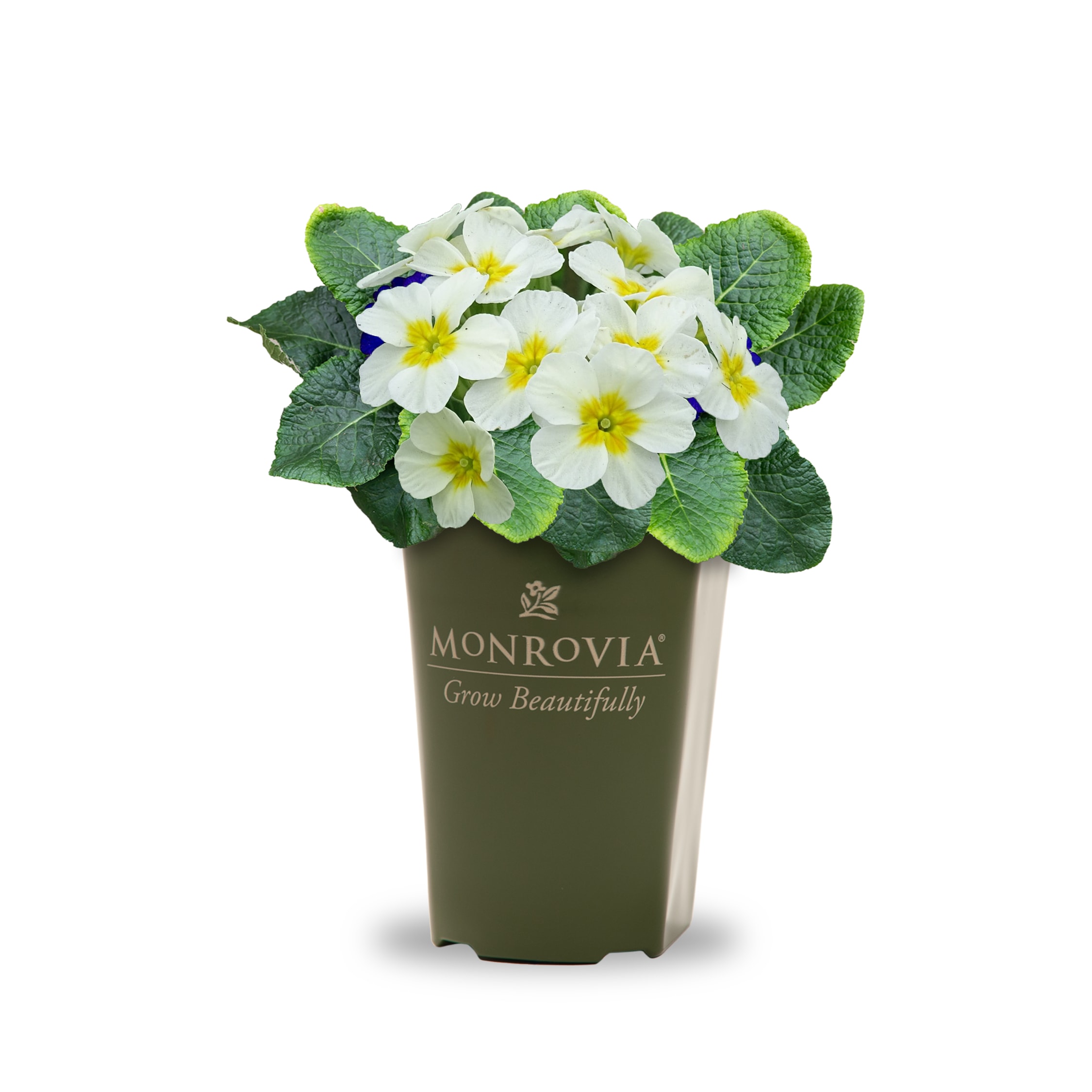Monrovia 5627103 Multicolor Primula Plant in 2 -Quart Pot 1 -Pack
