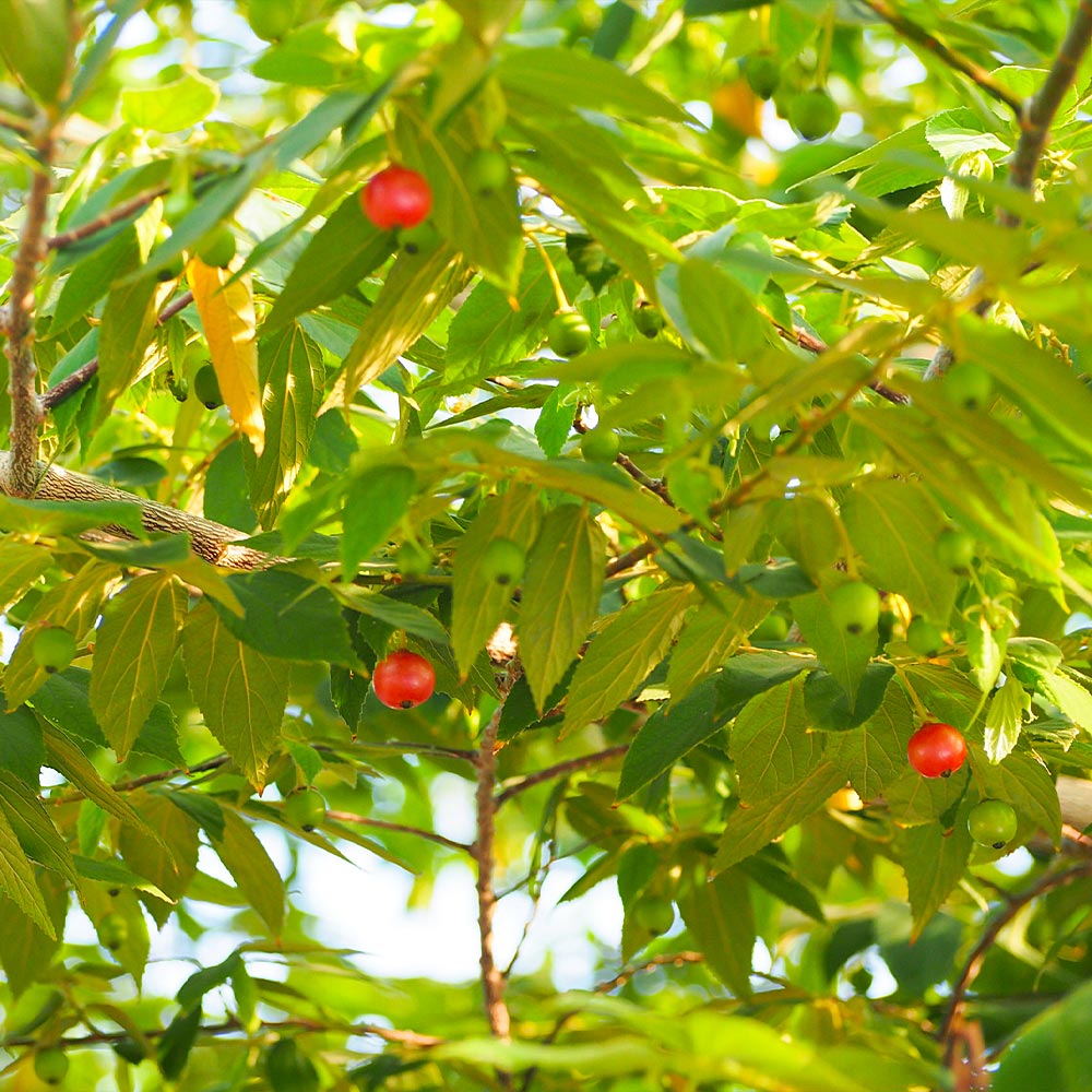 Brighter Blooms 11268 Fruit-Plants - View #3