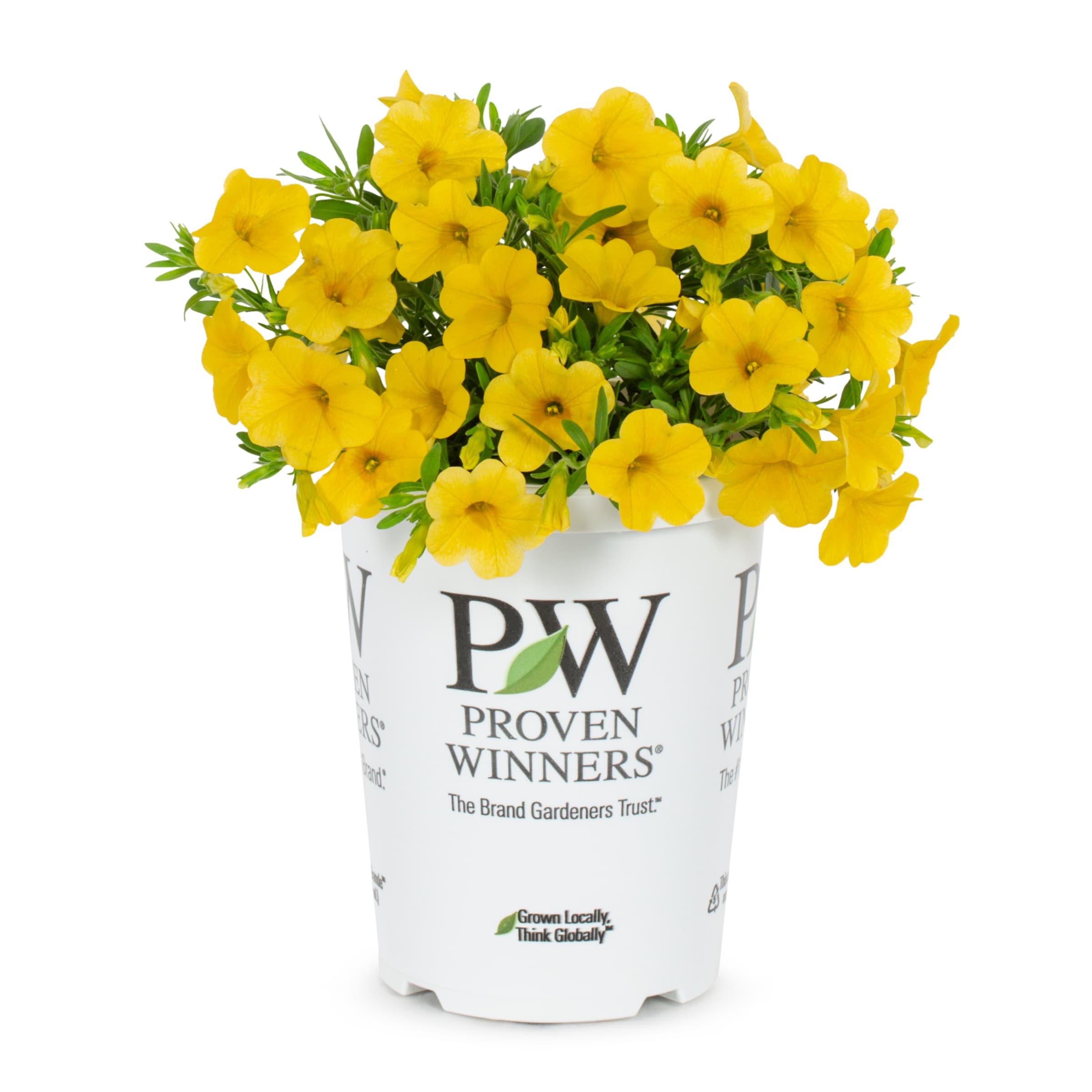 Lowe's NURSERY Yellow Proven Winners Calibrachoa Superbells Yellow in 1.56 Pint Pot 1 -Pack