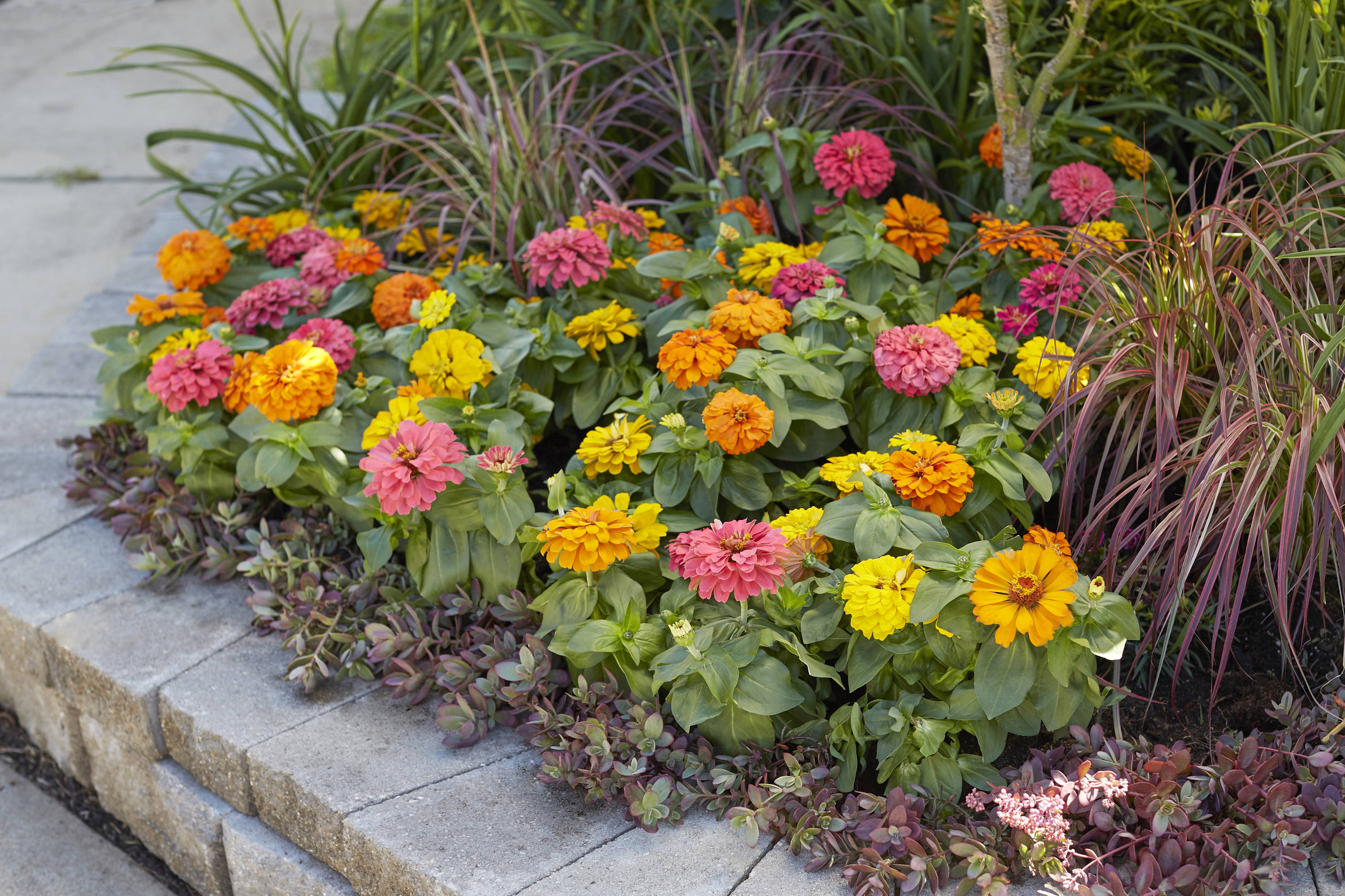 Metrolina Greenhouses 5117 annuals - View #3
