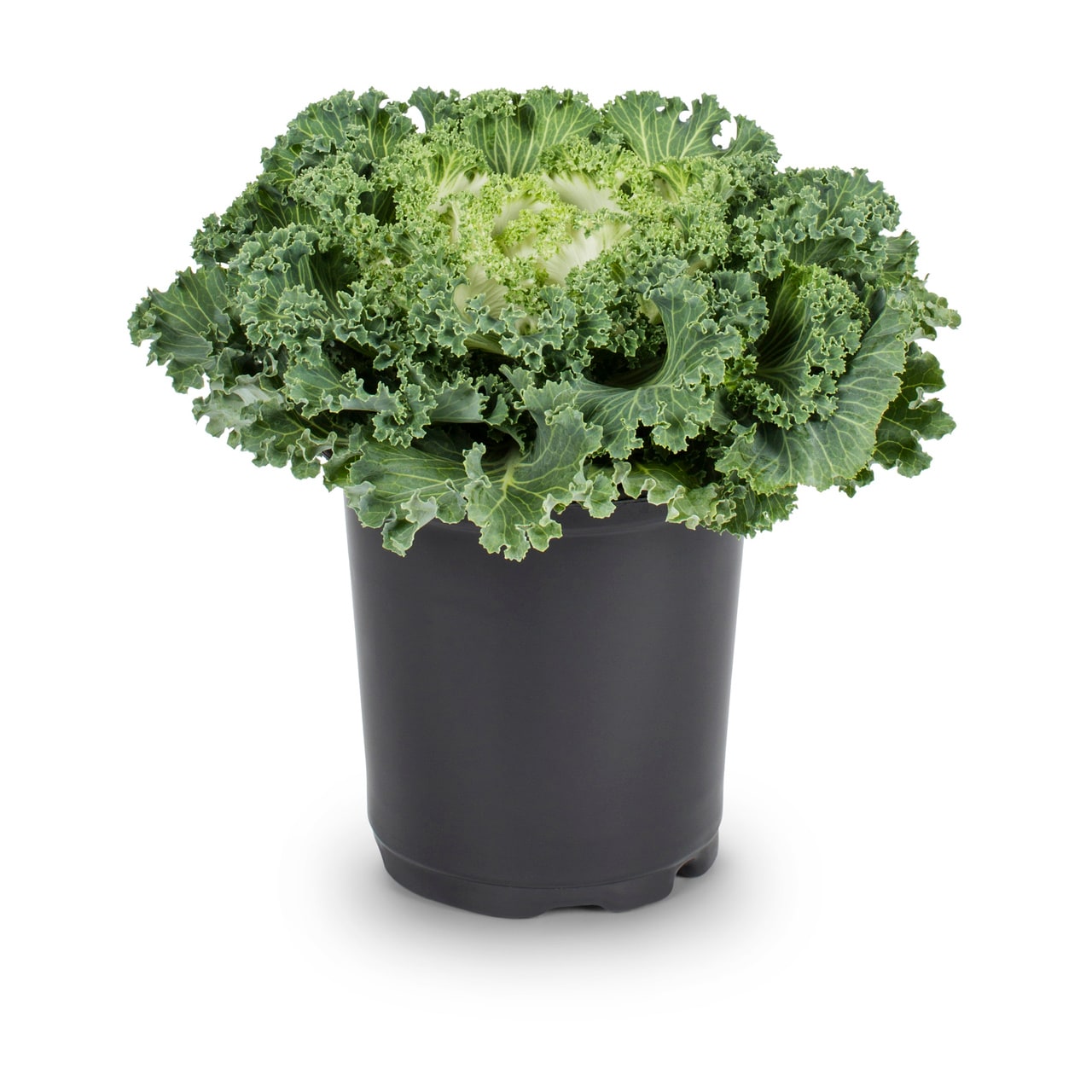 Lowe's NURSERY Multicolor Cabbage and Kale in 2.5 Quart(s) Pot 1 -Pack