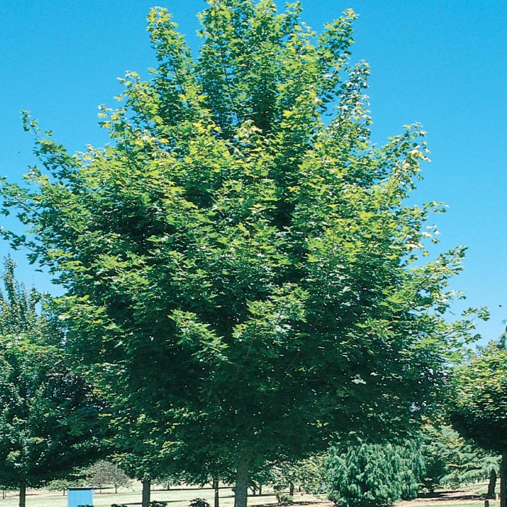  NURSERY 11.1-Gallon Red Shade Tree Red Maple In Pot (With Soil)