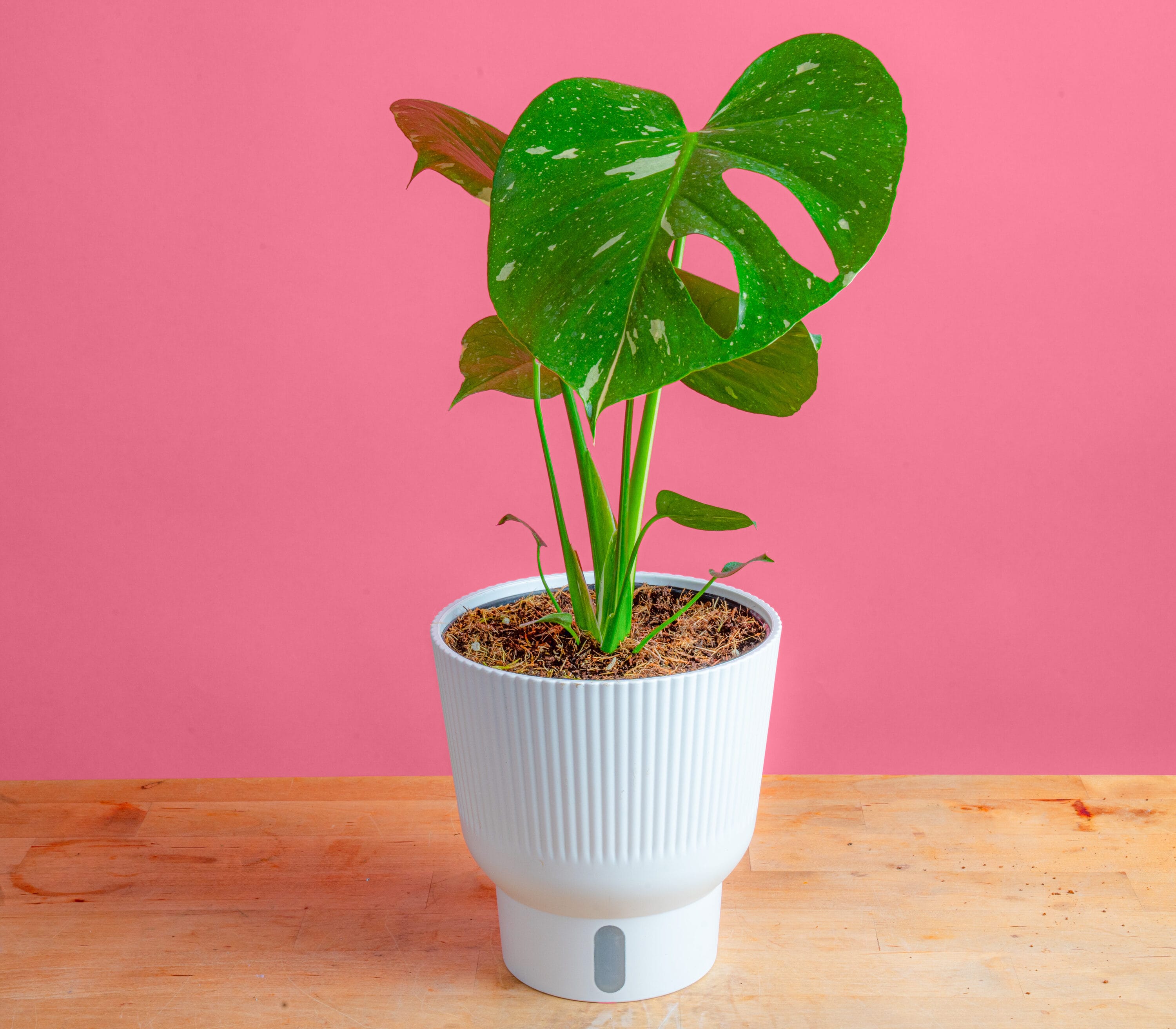 Costa Farms 5991770 hseplants - View #6