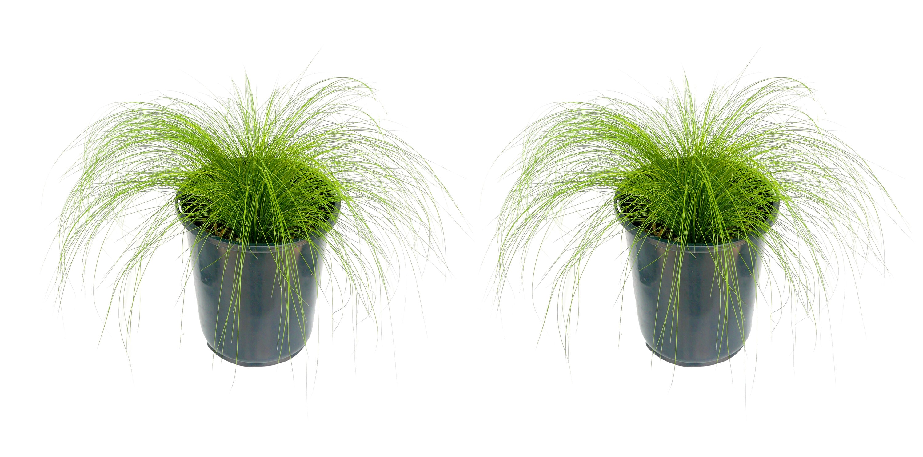  1467 Stipa Grass Plant in -Quart Pot 2.0 -Pack