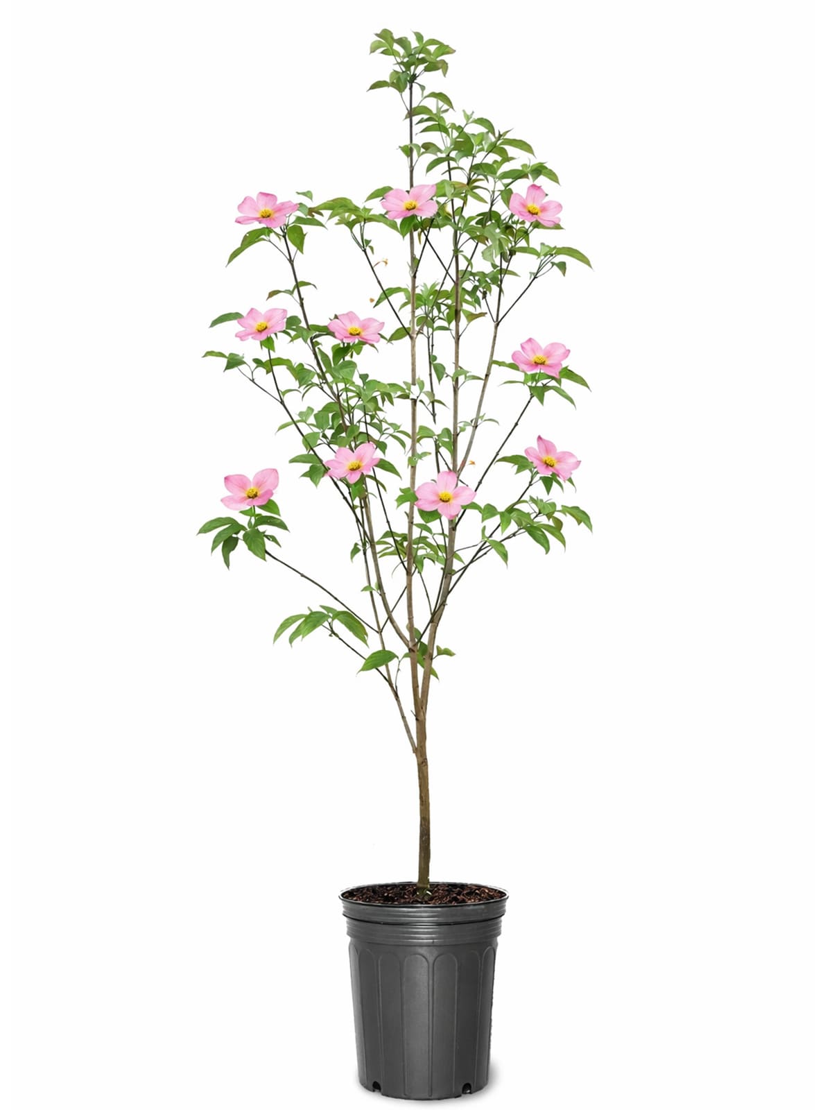 Southern Planters 5 -Gallon Flowering Kousa Dogwood In pot (with soil)