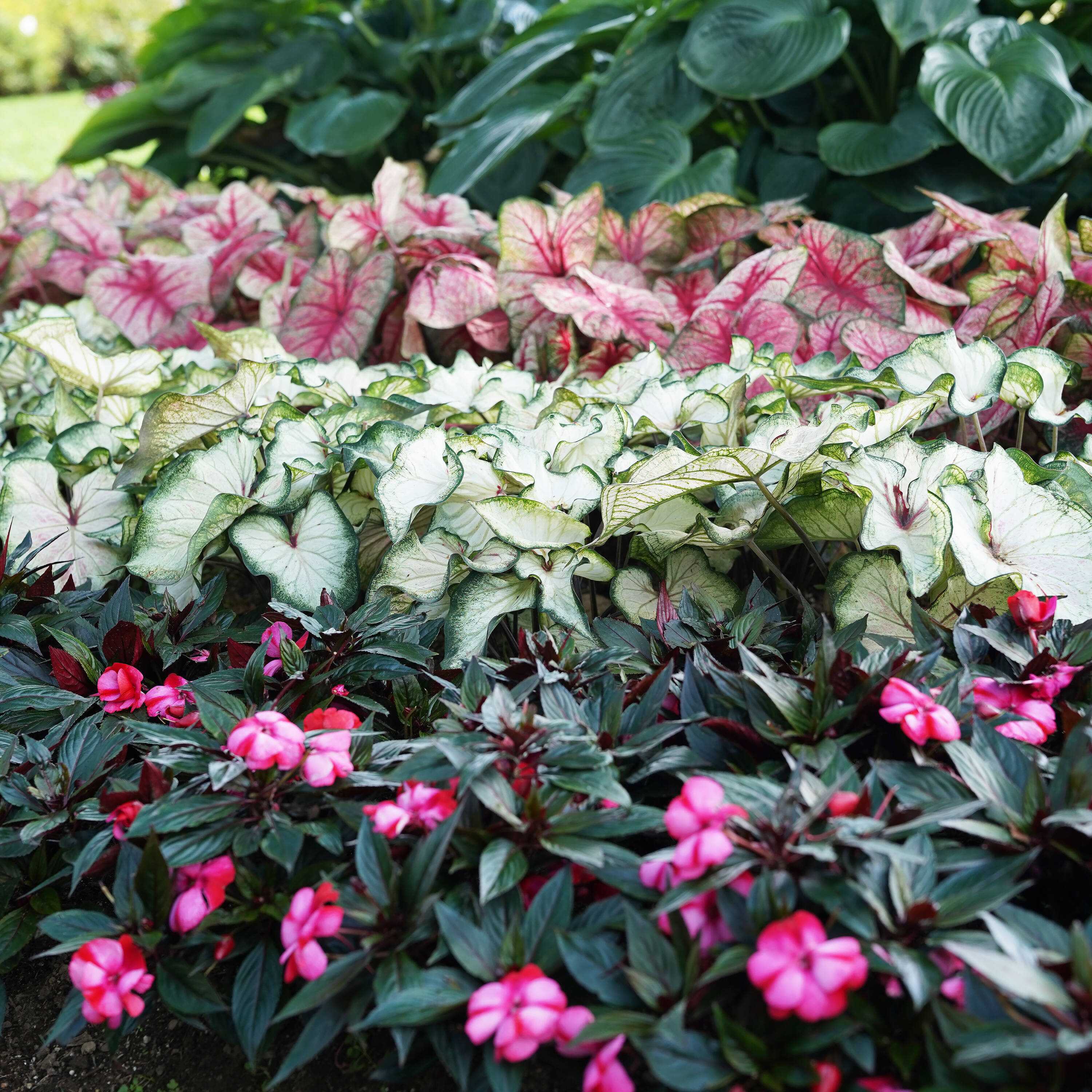 Proven Winners CLDPRW1187800 annuals - View #2