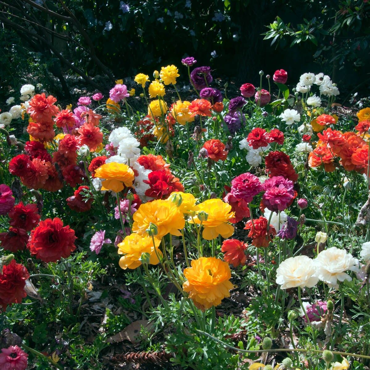 Direct Gardening 96142 Plant-Bulbs - View #2