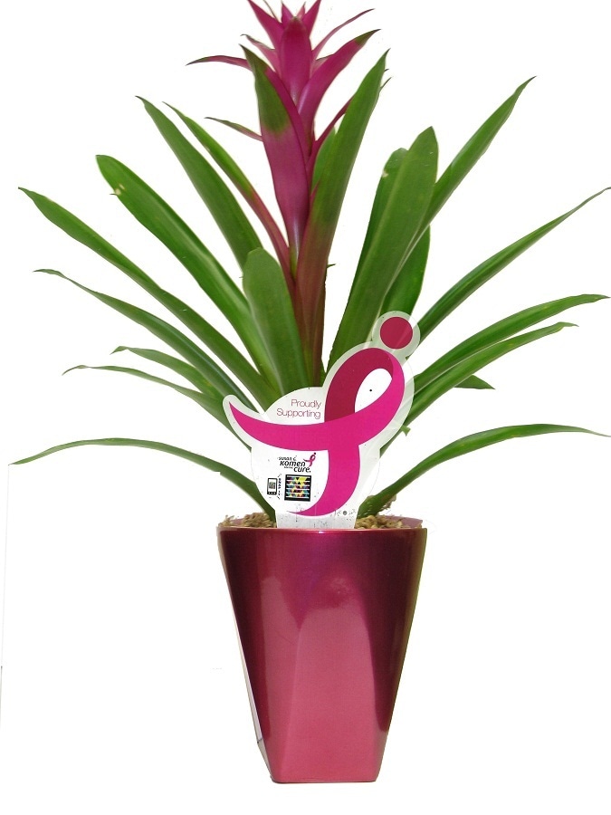 Better-Gro Mixed Bromeliads House plant in #40012
