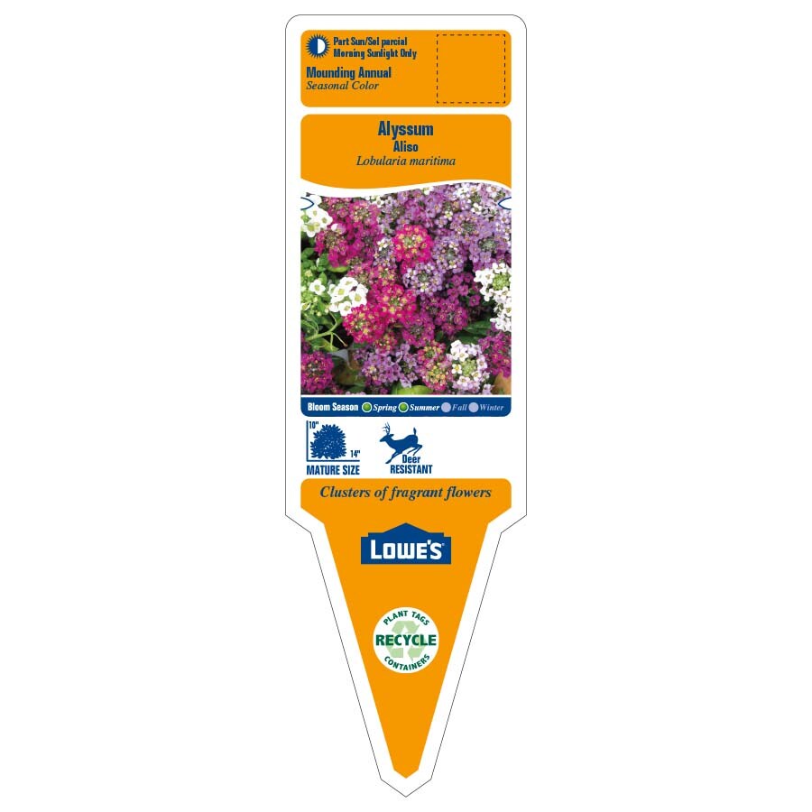Lowe's NURSERY annuals - View #3