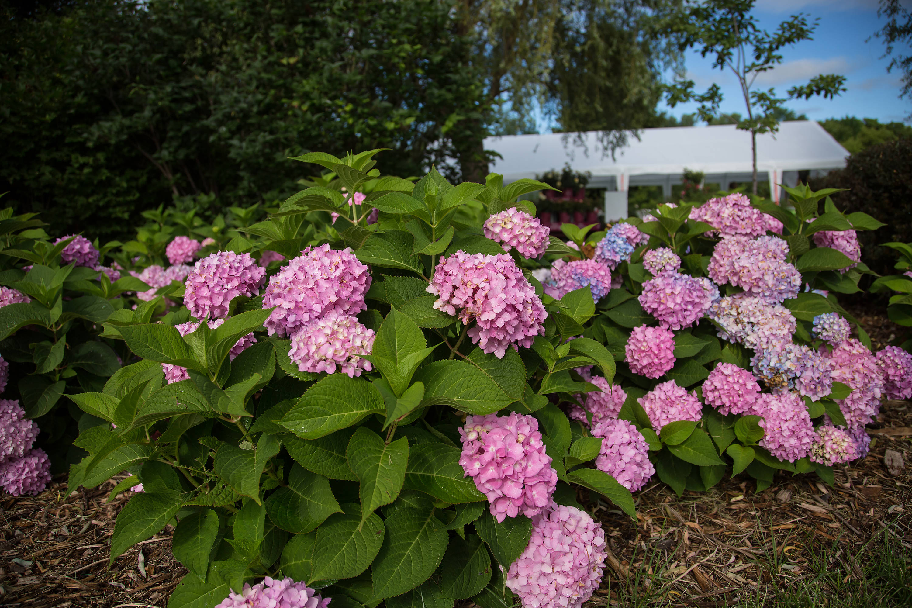 Lowe's 118627 shrubs - View #8