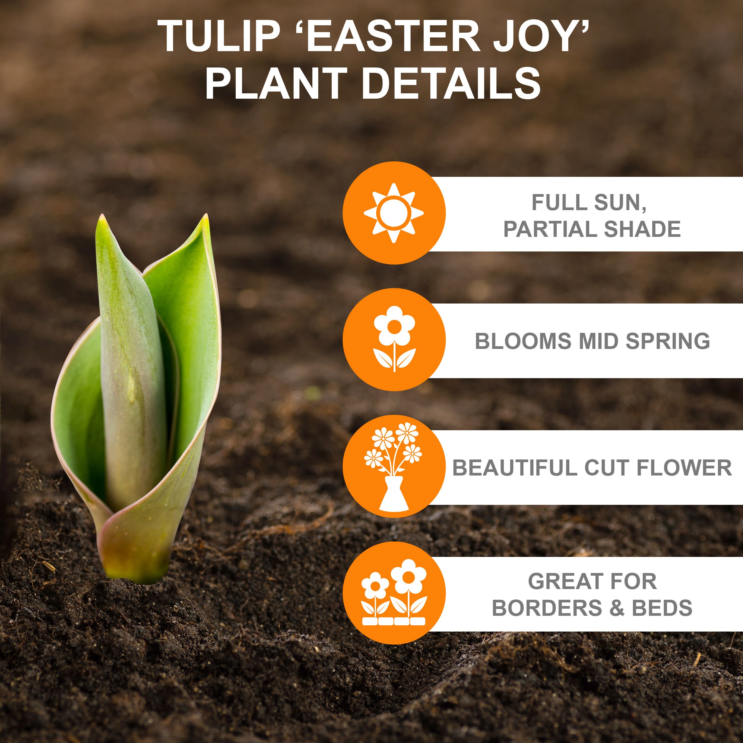 Garden State Bulb ECF-34-25-01 Plant-Bulbs - View #2