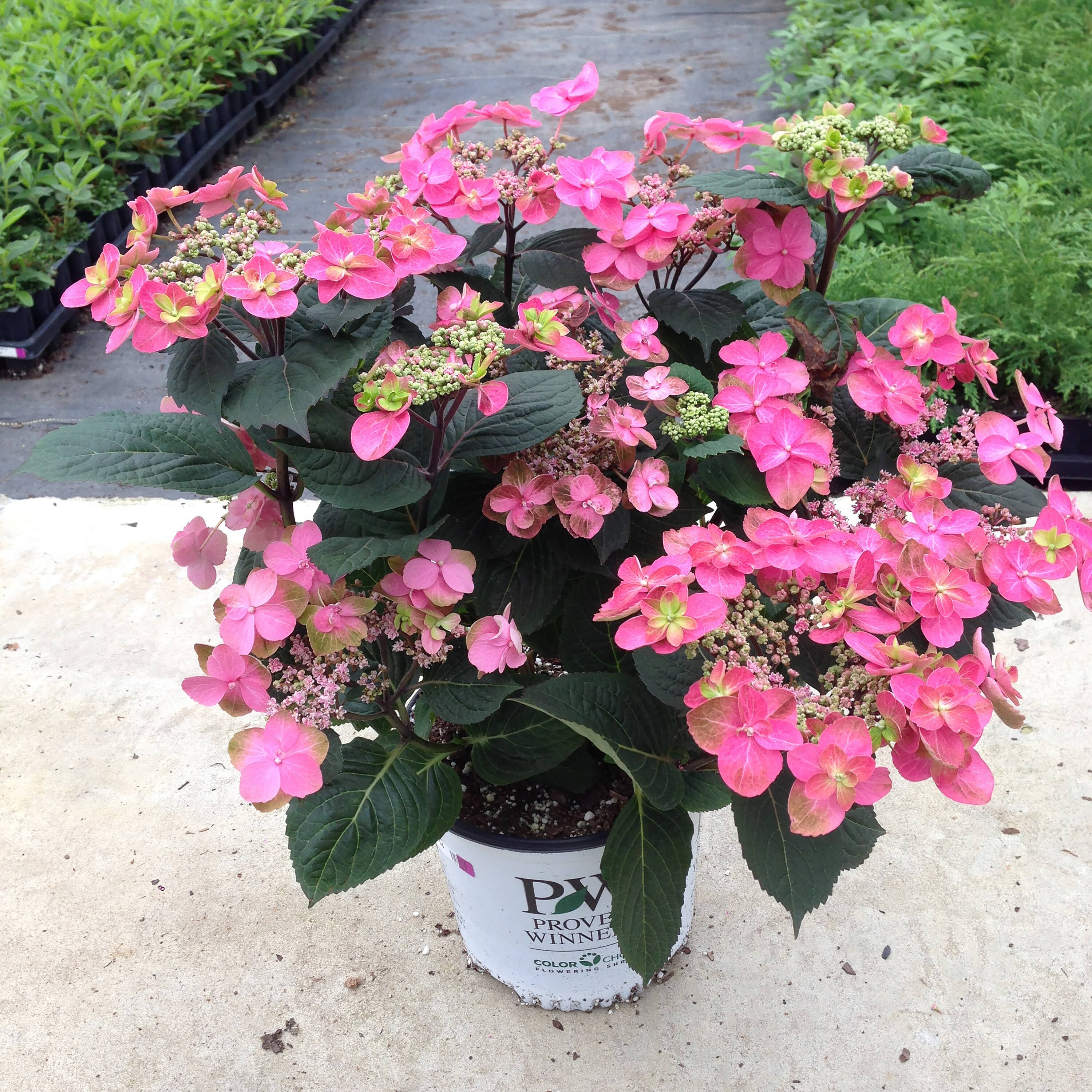 Proven Winners HYDPRC3126101 shrubs - View #5