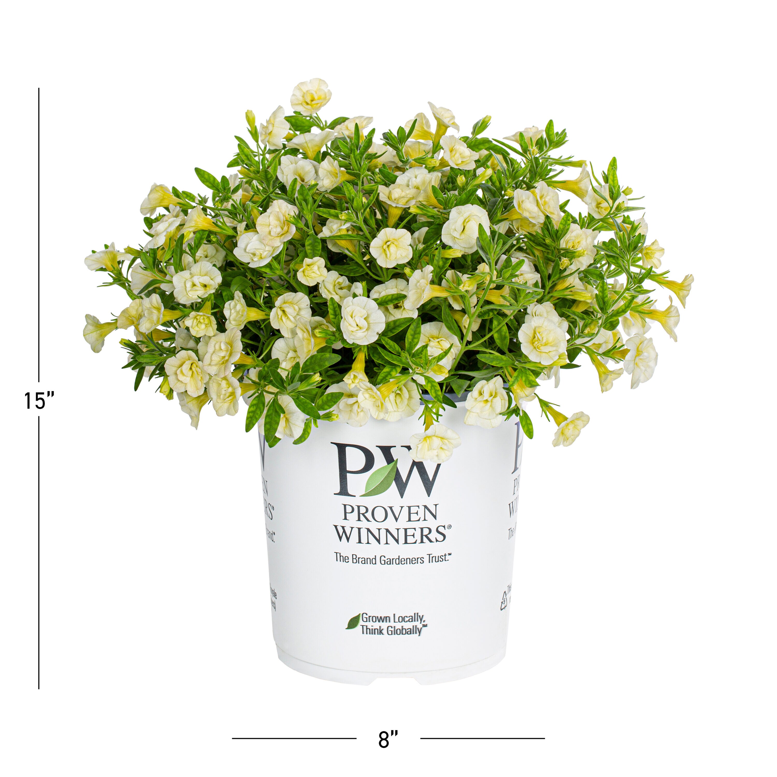 Proven Winners 4898 annuals - View #3