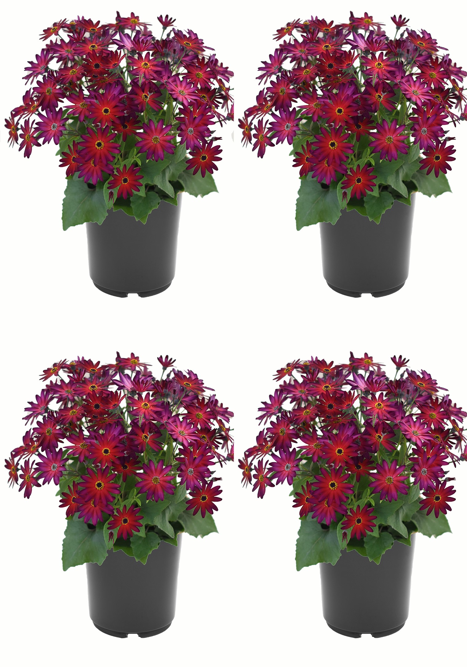 Red Pericallis in 2.5-Quart Pot 4-Pack in the Annuals department at ...