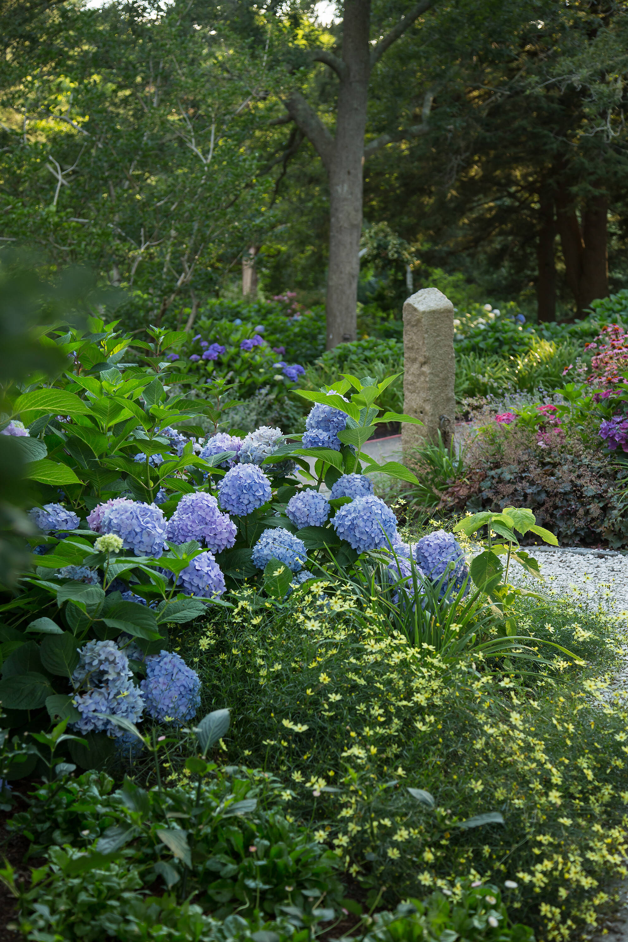 Lowe's Blue The Original Reblooming Hydrangea Flowering Shrub In 1 