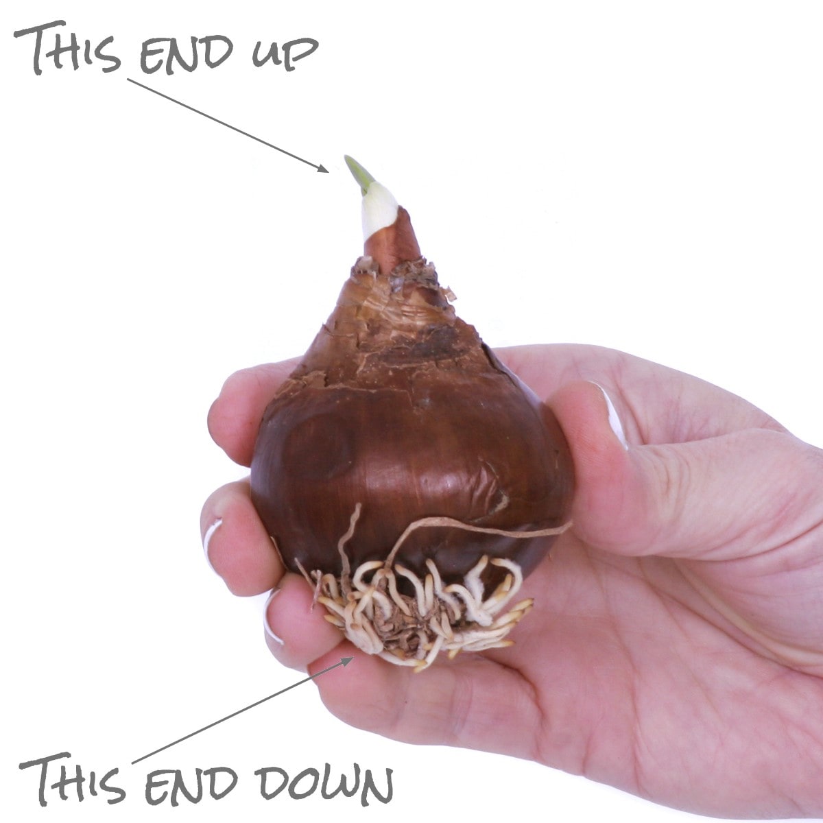 Van Zyverden 88465 Plant-Bulbs - View #3