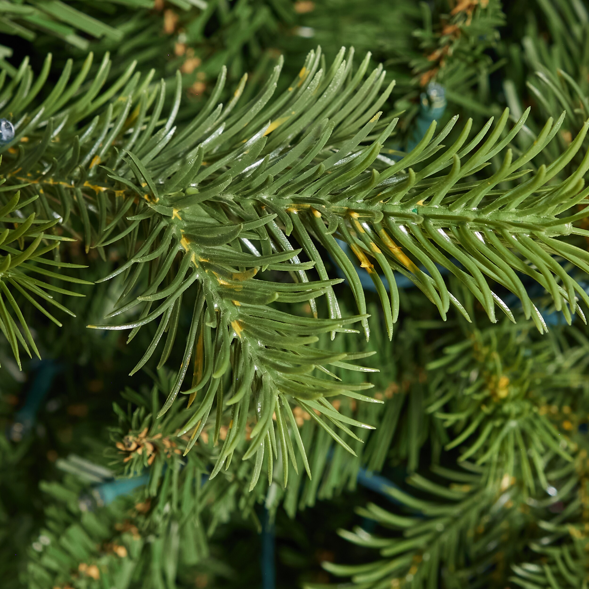 ge cedar rock fir tree