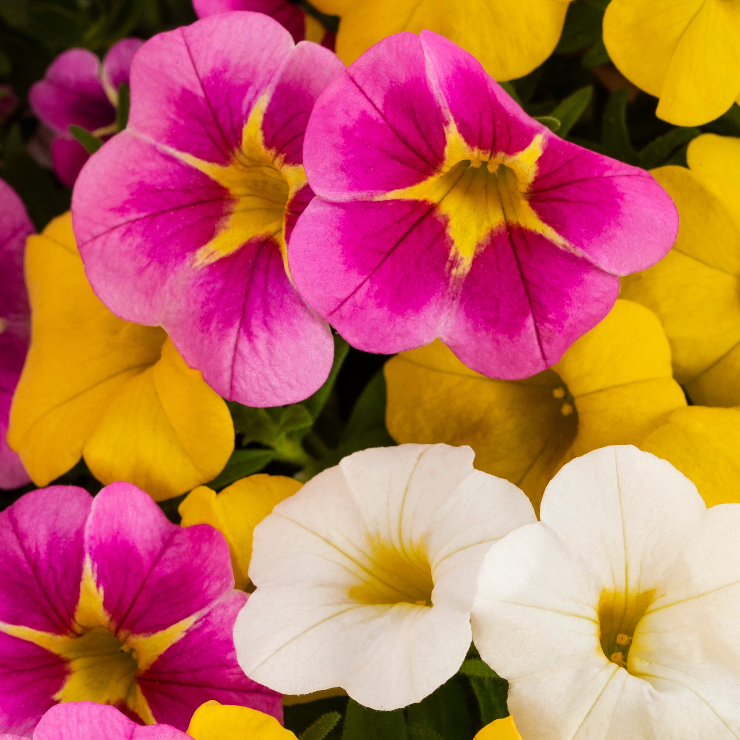 Lowe's NURSERY annuals - View #2