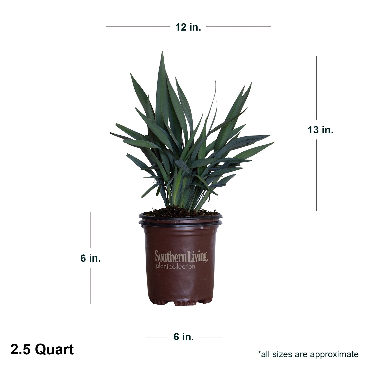 Southern Living Plant Collection 9351Q-1 perennials - View #4