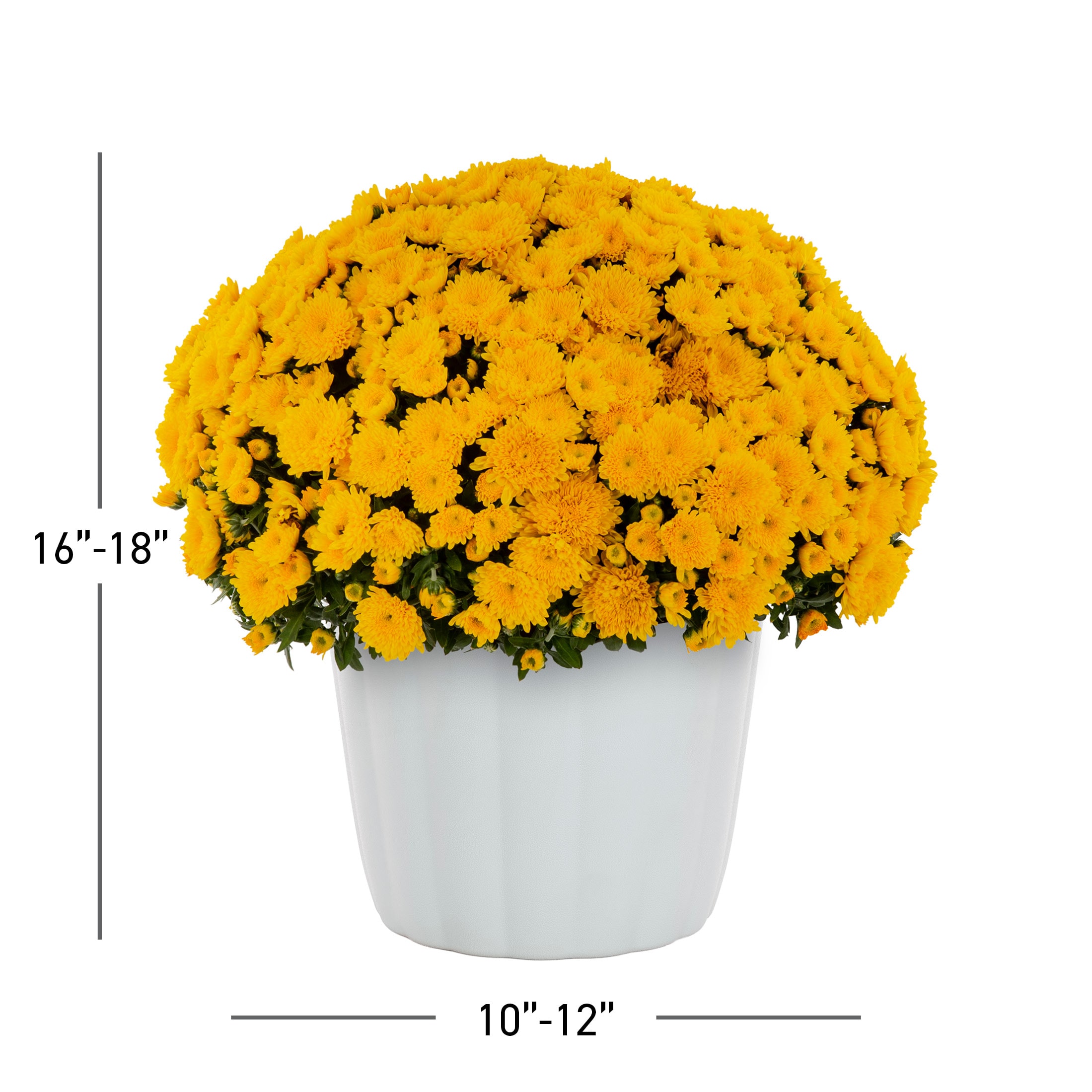 Metrolina Greenhouses 5249 annuals - View #3