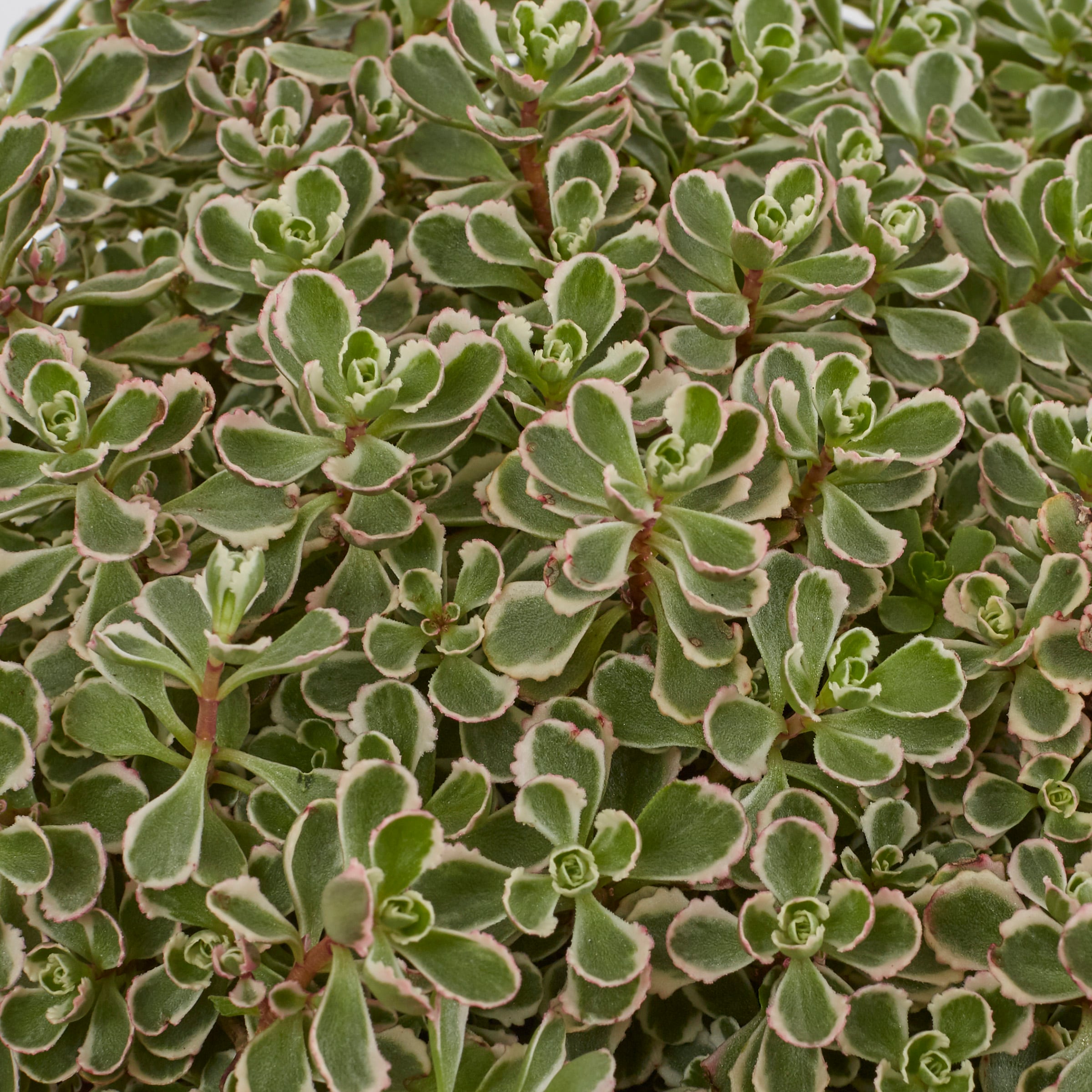 Monrovia NURSERY perennials - View #2