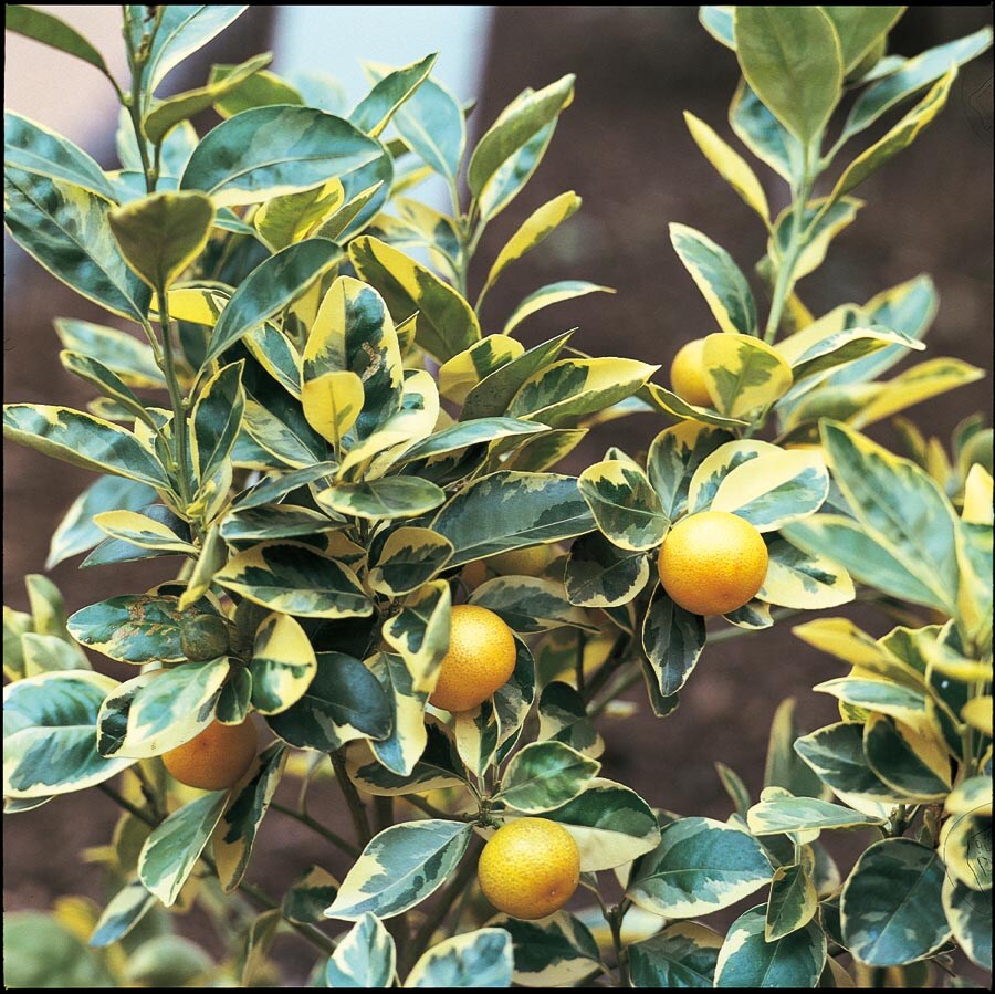 Lowe's NURSERY Calamondin Plant