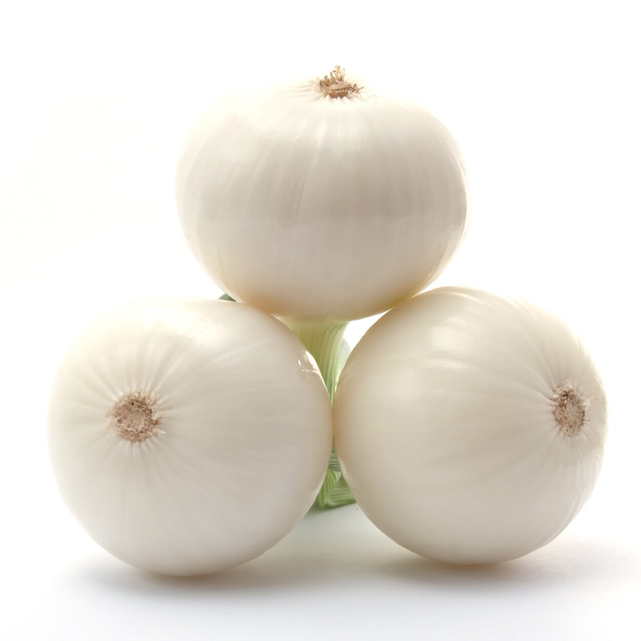  NURSERY 16 White Onion Bulbs 240 Count