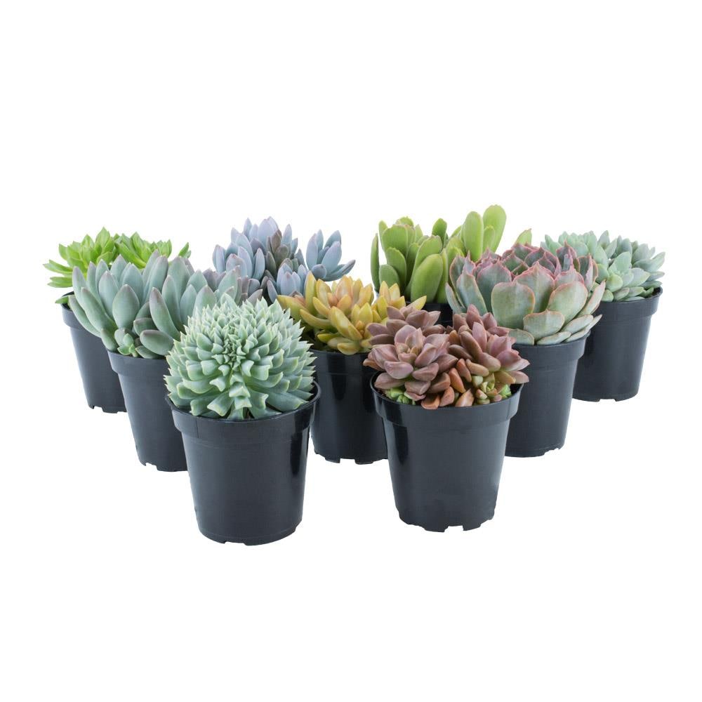  0881044 9-Pack Succulents in 11-oz Pot
