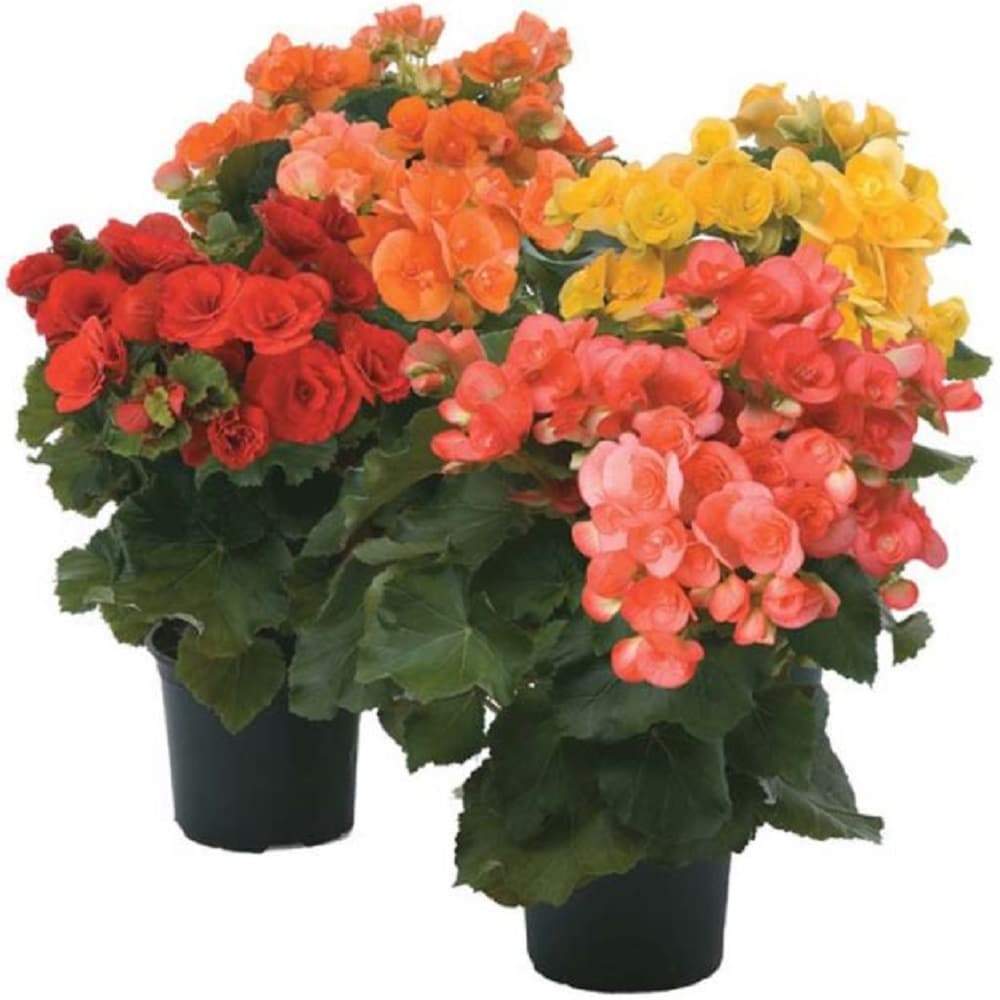 Multicolor Rieger Begonia in 2-Quart Pot in the Annuals department at  