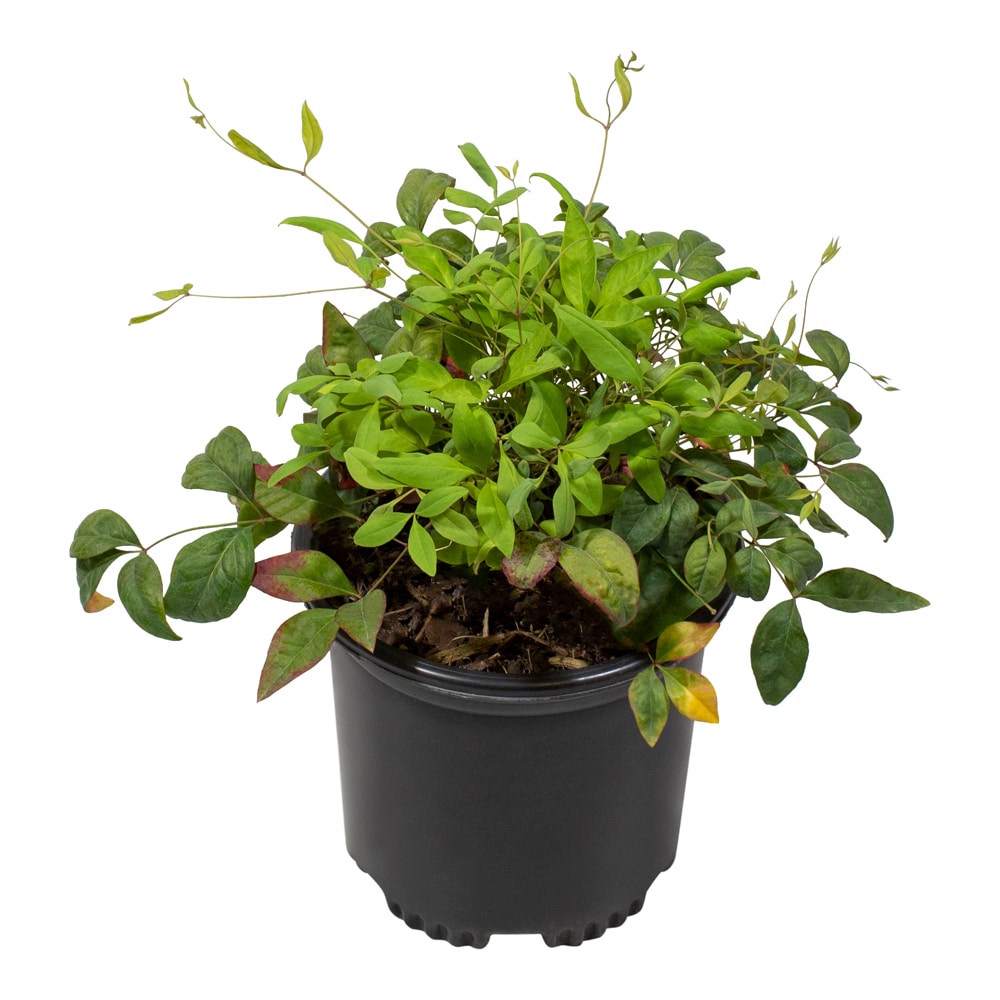 Altman Plants 0881291 shrubs - View #6