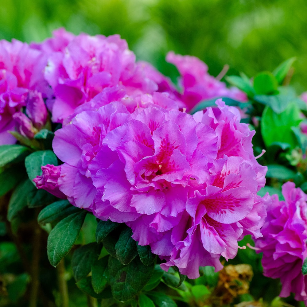 Encore Azalea 80571 shrubs - View #4