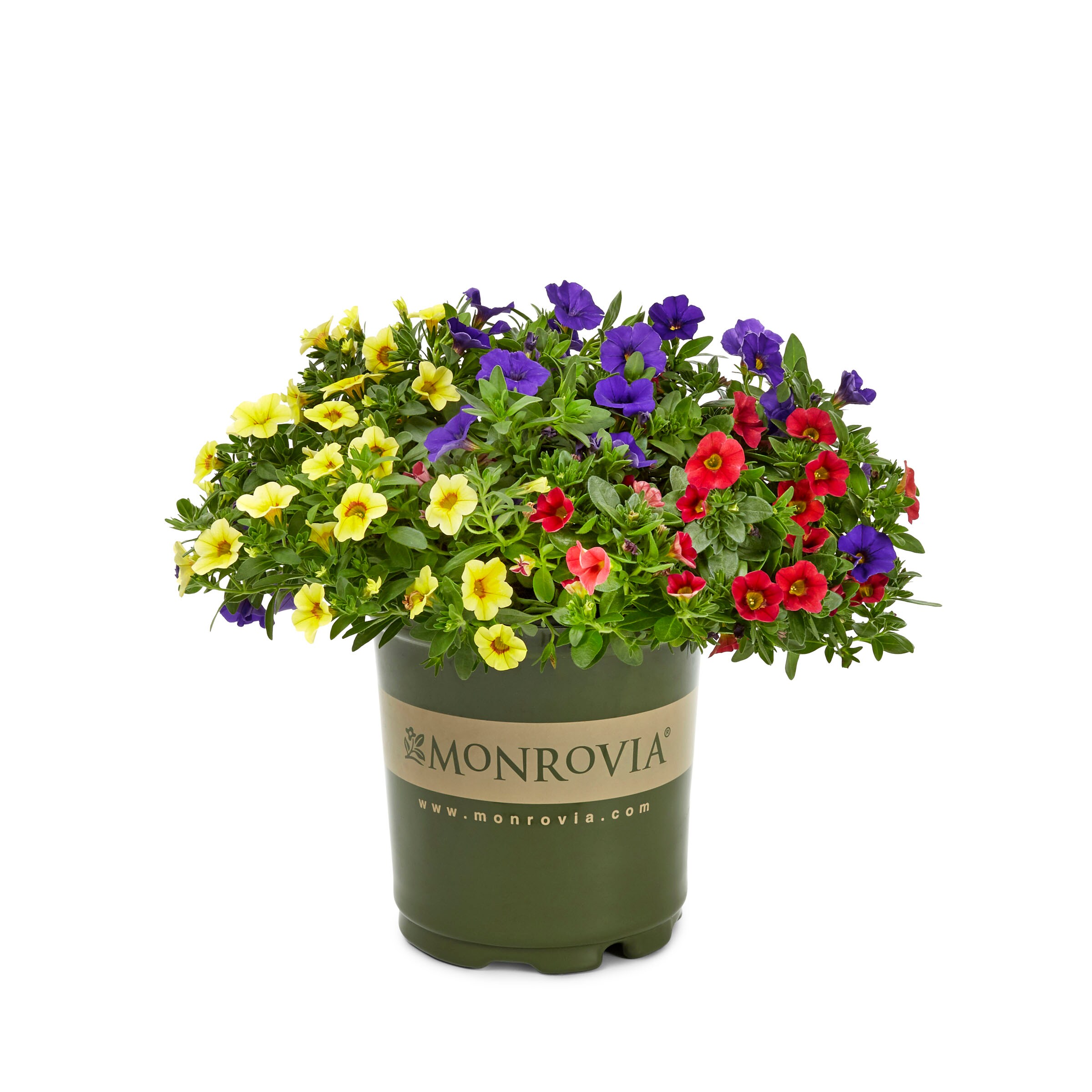 Monrovia 411857 annuals - View #7