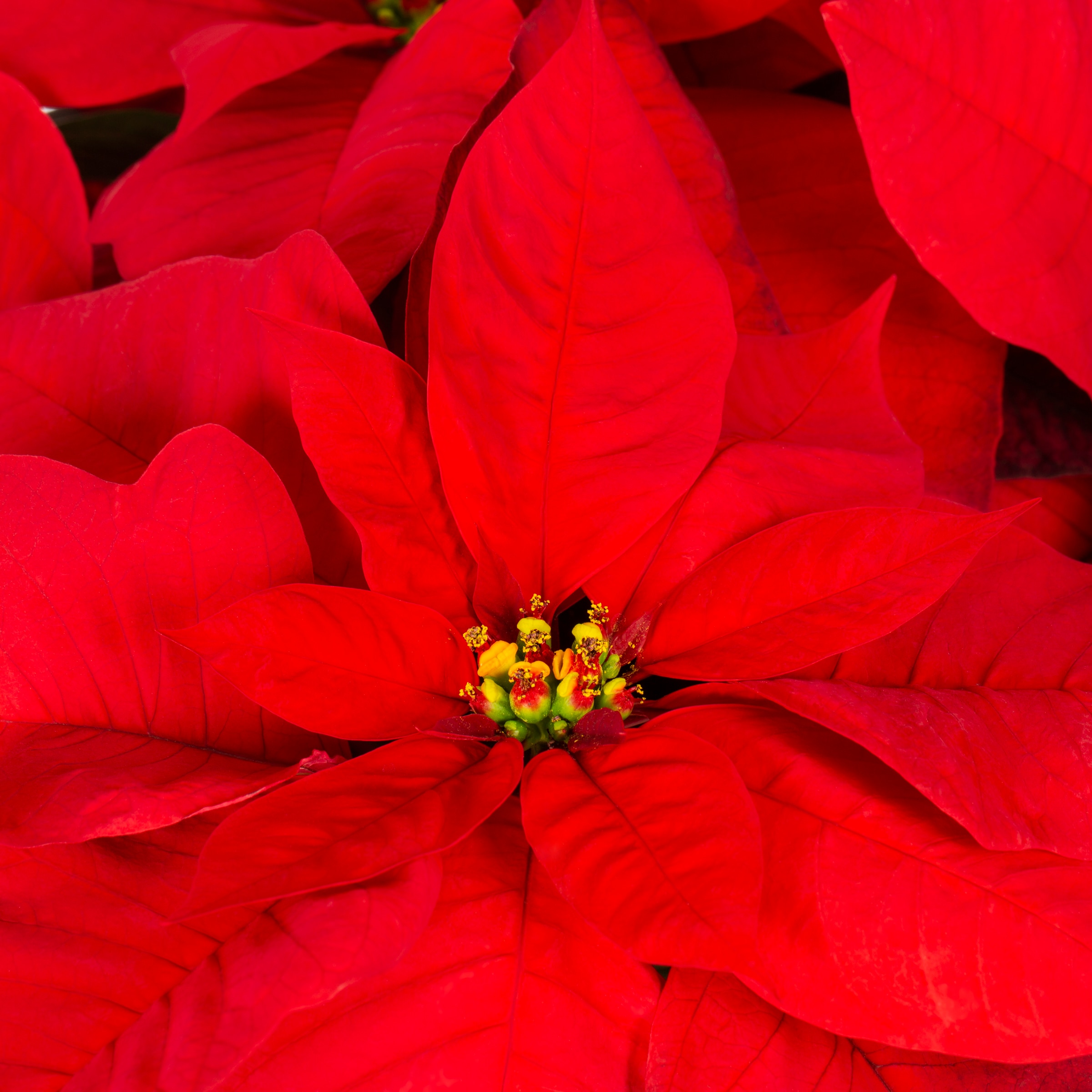 Metrolina Greenhouses 4392 Fresh-Cut-Christmas-Decorations - View #2