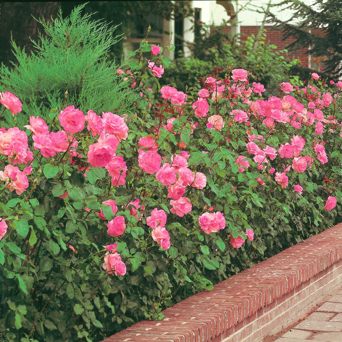 Spring Hill Nurseries 97582 Pink Flowering Freedom Dormant Starter Shrub Rose 1 -Pack 1 -Pack in Bare root
