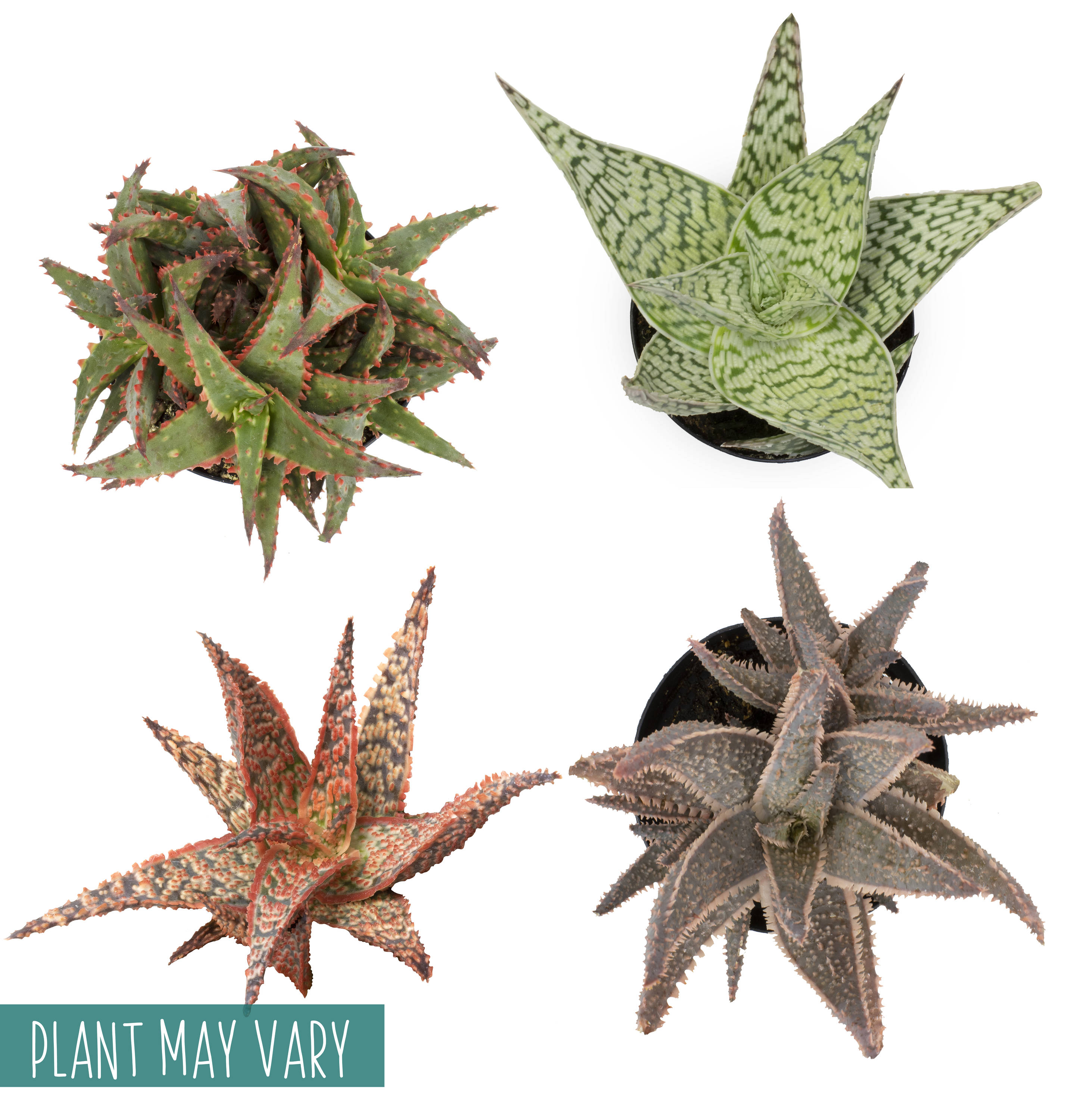 Star Aloe Succulent in Terracotta Clay Pot, 3.5 Inch