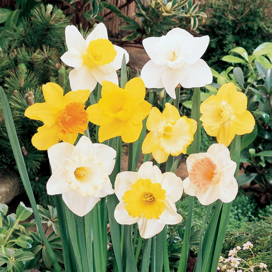 Daffodil Plant