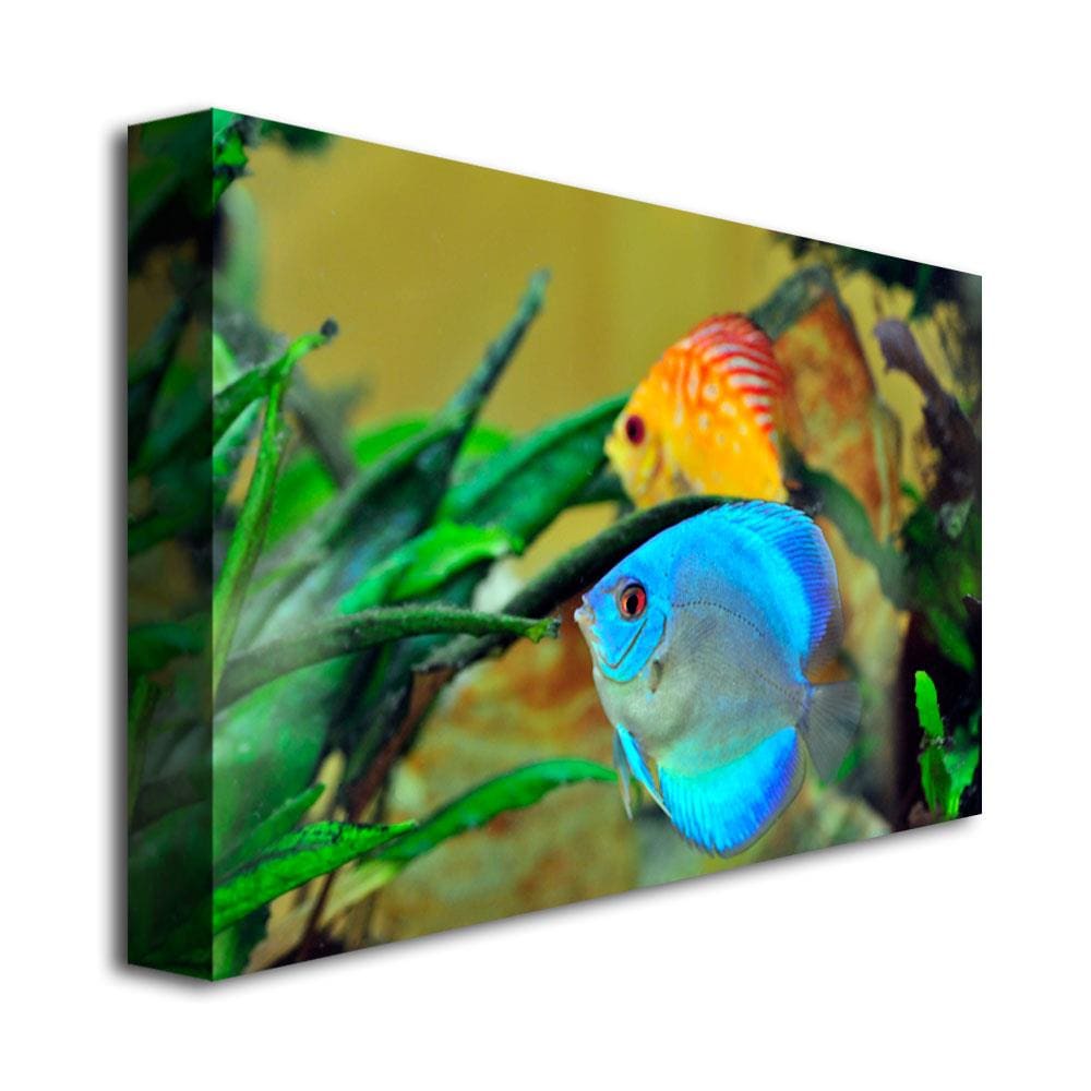 Trademark Fine Art Photography Framed 30-in H x 47-in W Animals Print ...