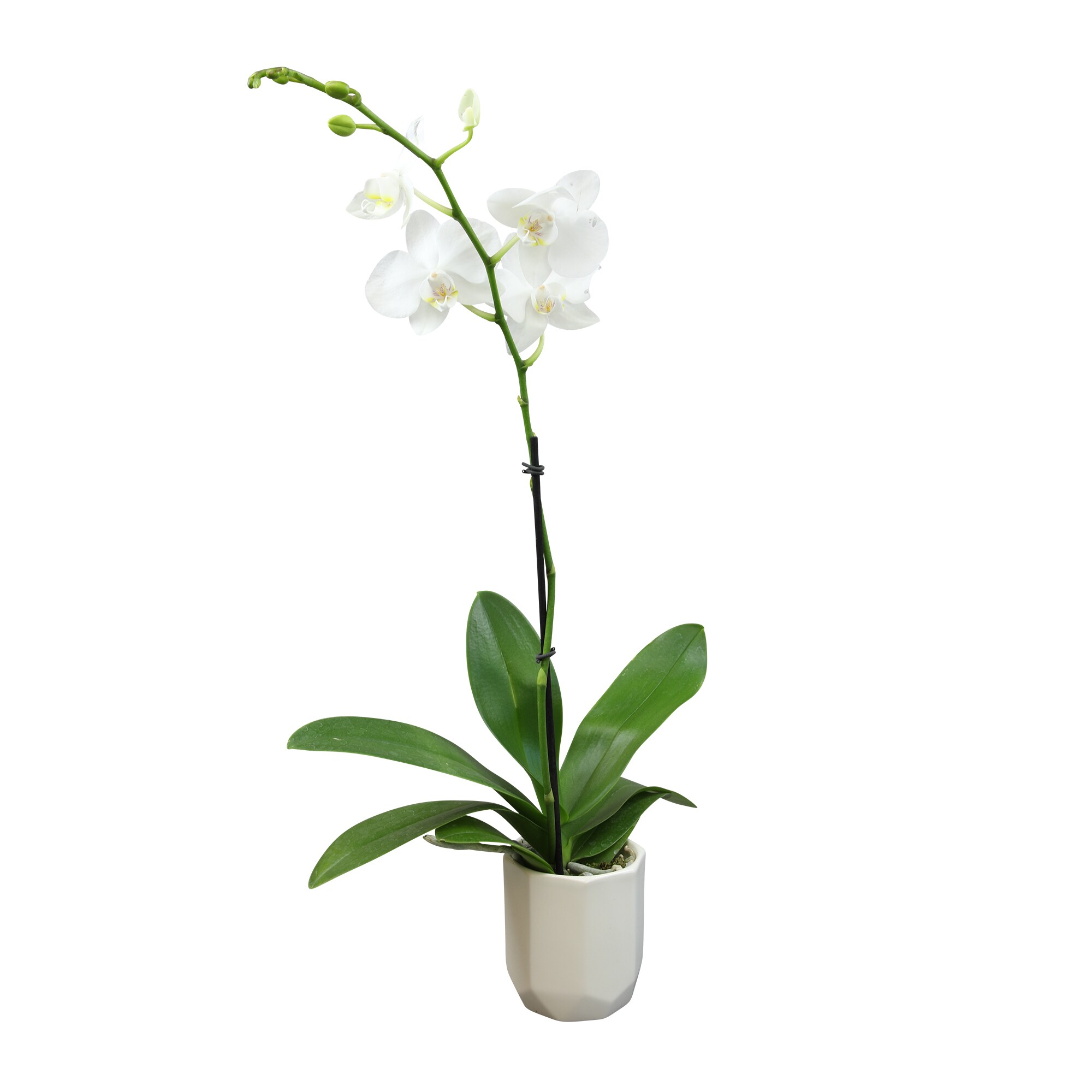 Altman Plants White Moth Orchid House Plant in 3.5-in Pot 0873220 at ...