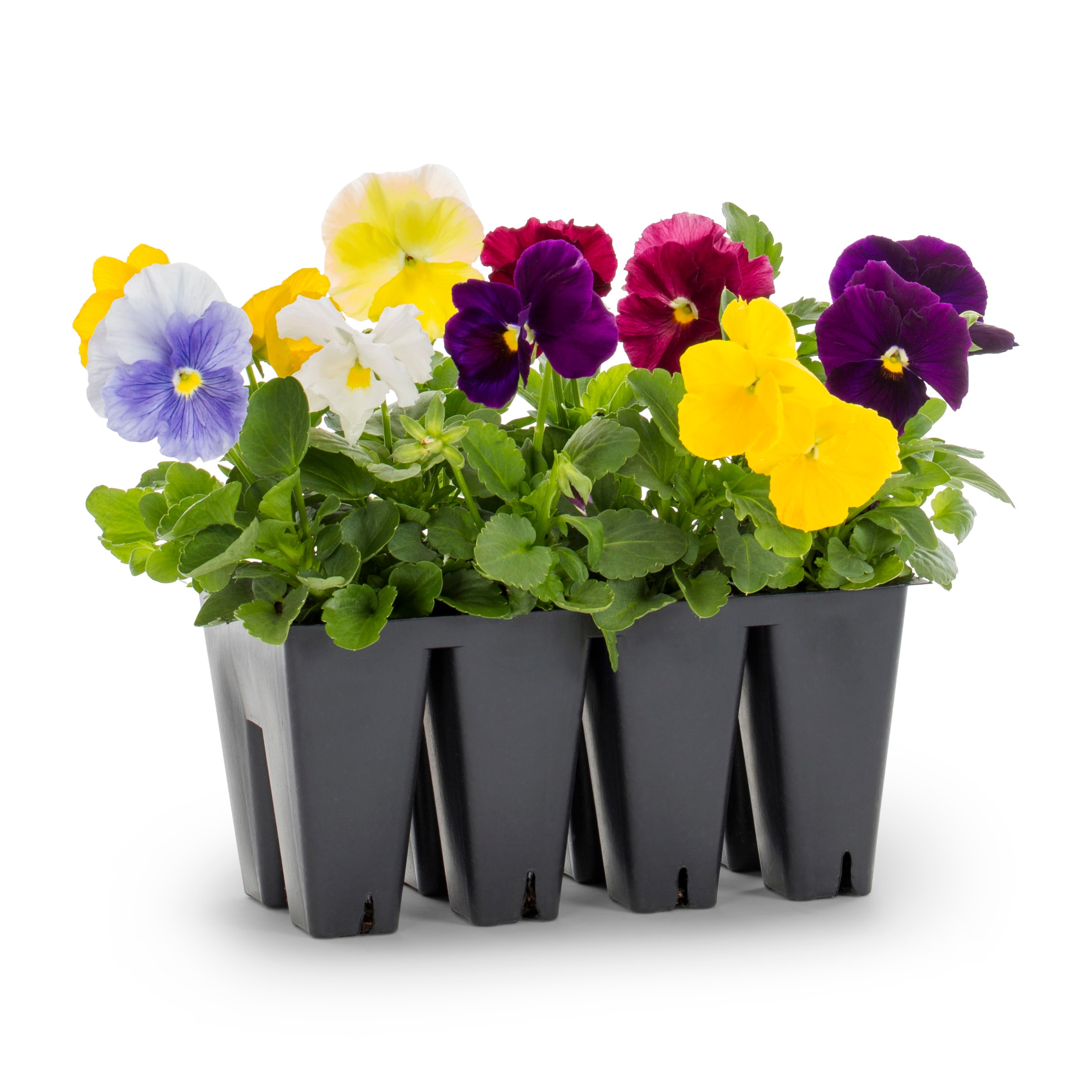 Lowe's Multicolor Pansy in 2.5-Quart Pot in the Annuals department