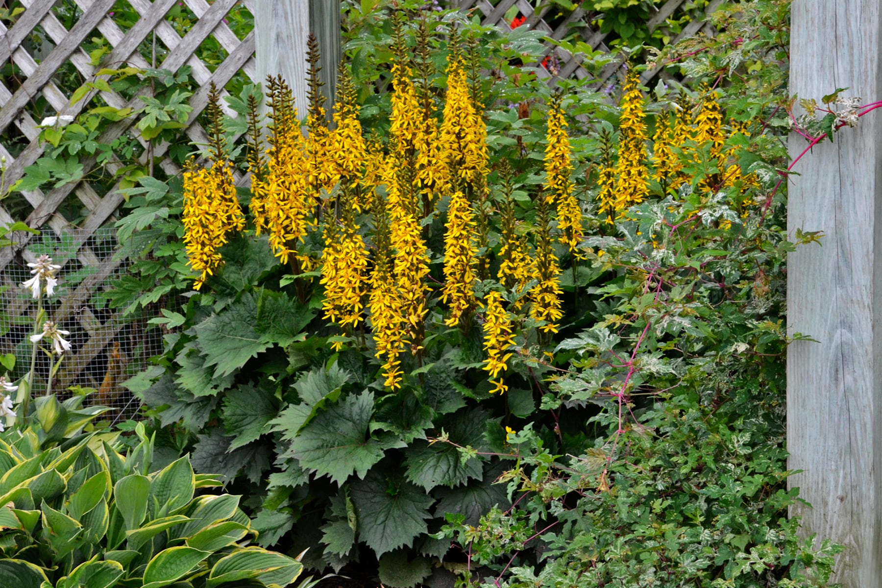 Proven Winners NURSERY Yellow Ligularia in 1-Gallon Pot