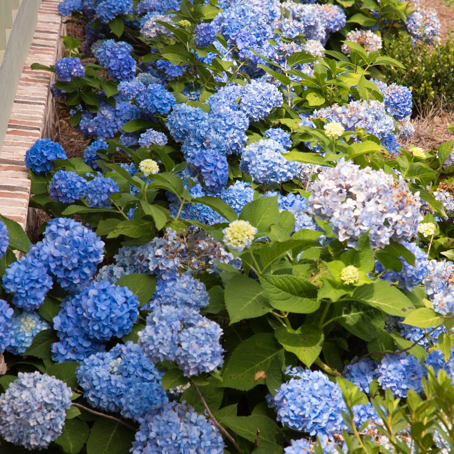 Southern Living Plant Collection 25641-1 shrubs - View #5